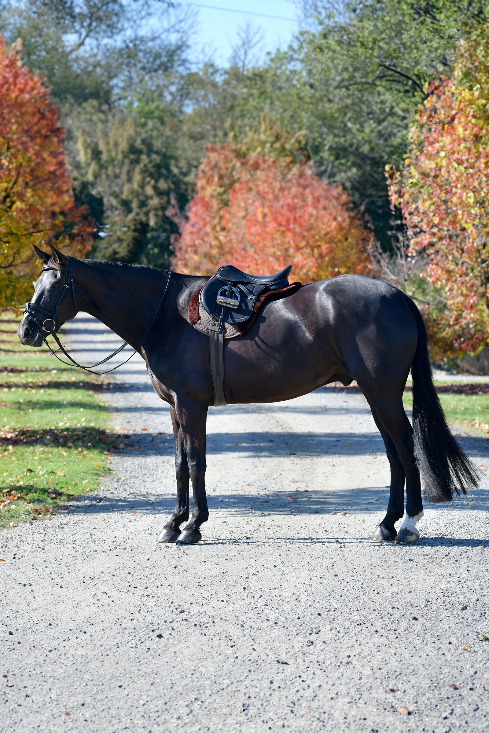 Weatherbeeta Prime Comfy Fleece Numnah Saddle Pads