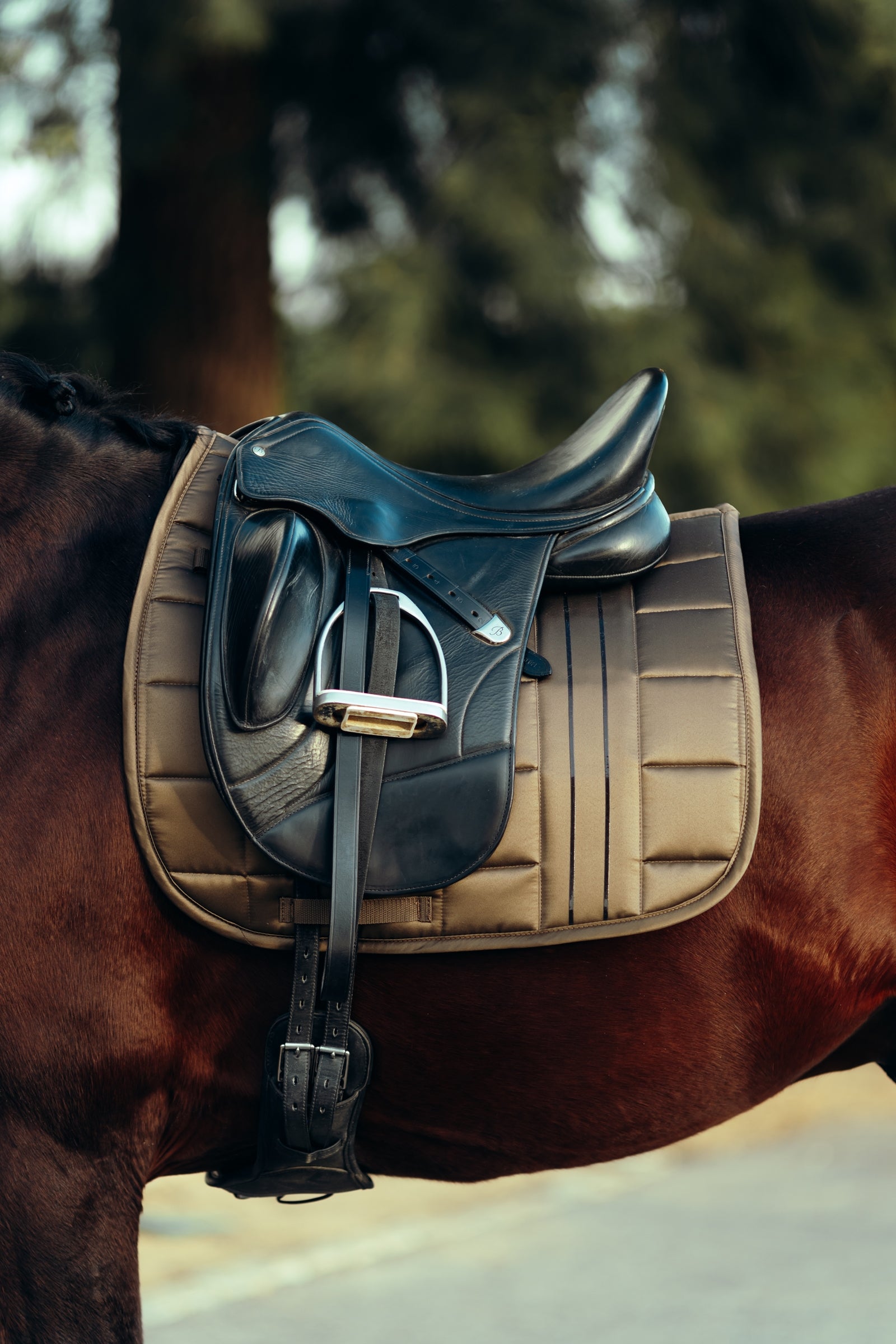 B Vertigo Drew Dressage Saddle Pad Saddle Pads