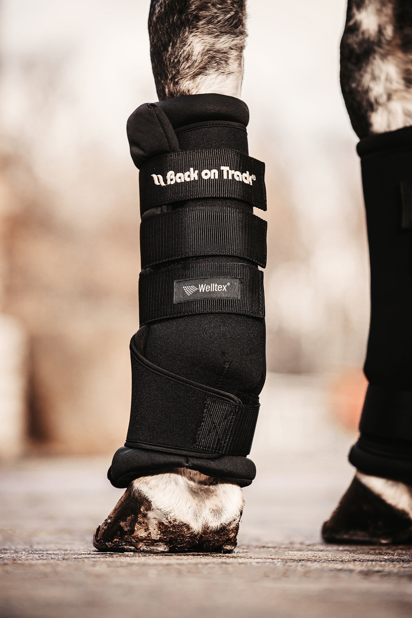 Back on Track Quick Royal Beenbandages Leg Protection & Hoof Protection for Horses