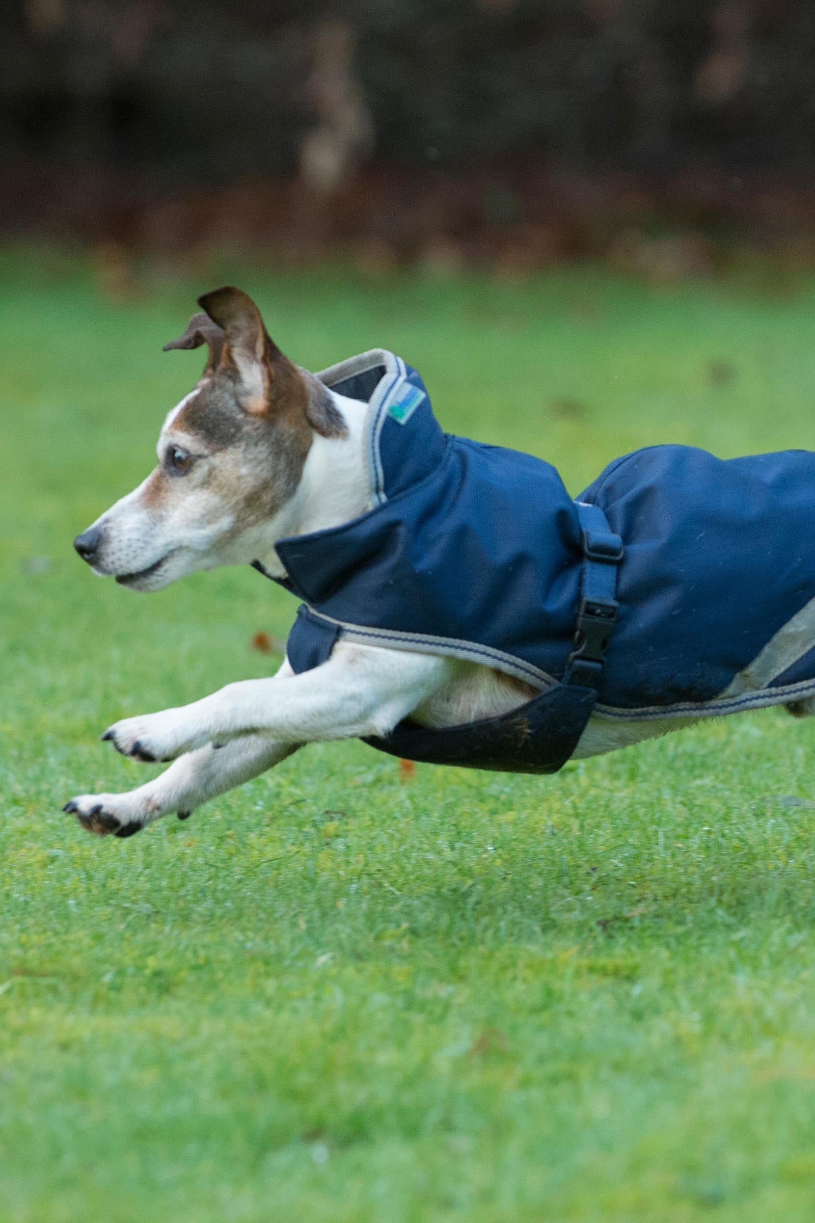 Bucas Freedom Dog Rug, 300g (50-75 cm) Dog Accesories