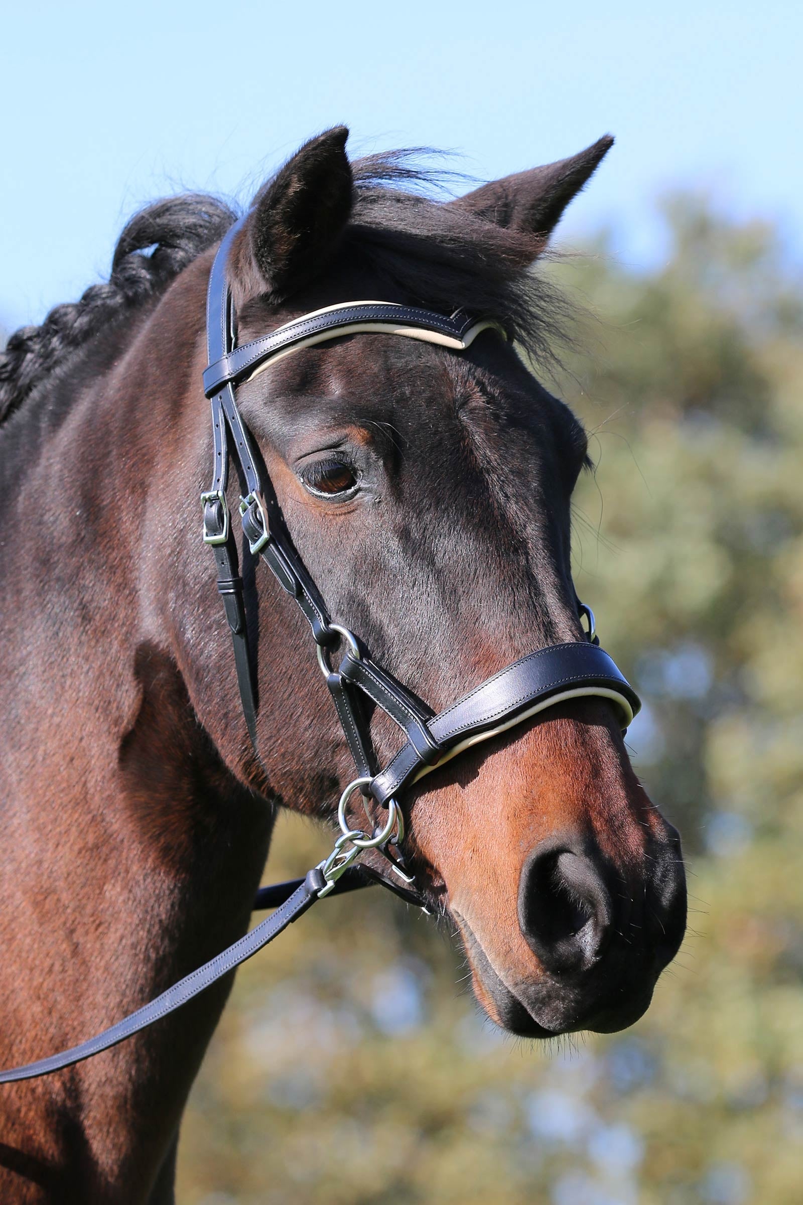 F.R.A. Freedom Riding Articles Aruba Bitless Bridle With Reins (System 3) Bridles & Reins