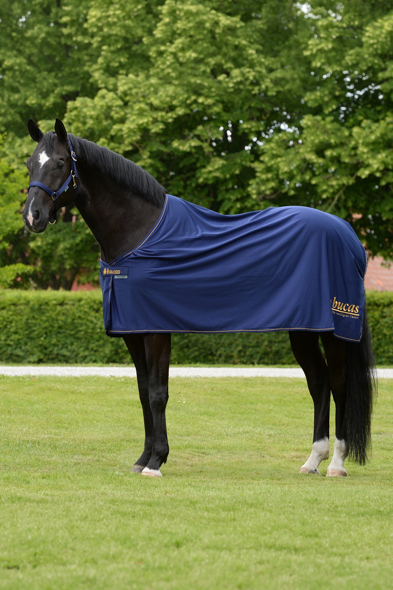 Bucas Power Prize Cooler Horse Rugs