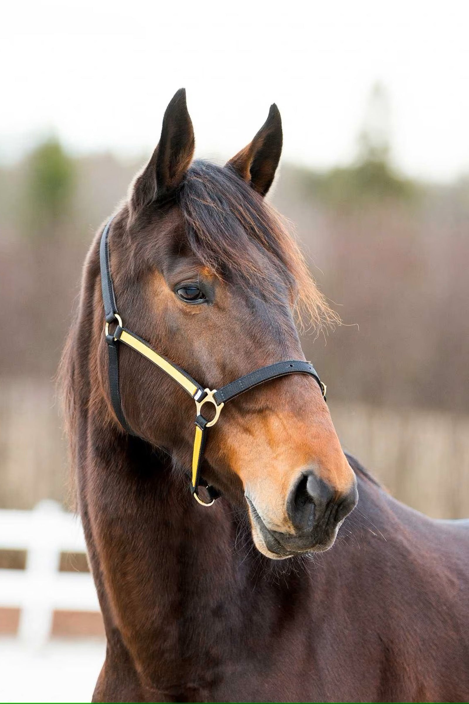 Finntack Pro Synthetic Yankee Nylon Halter with Open Nose Halsters & Halstertouwen