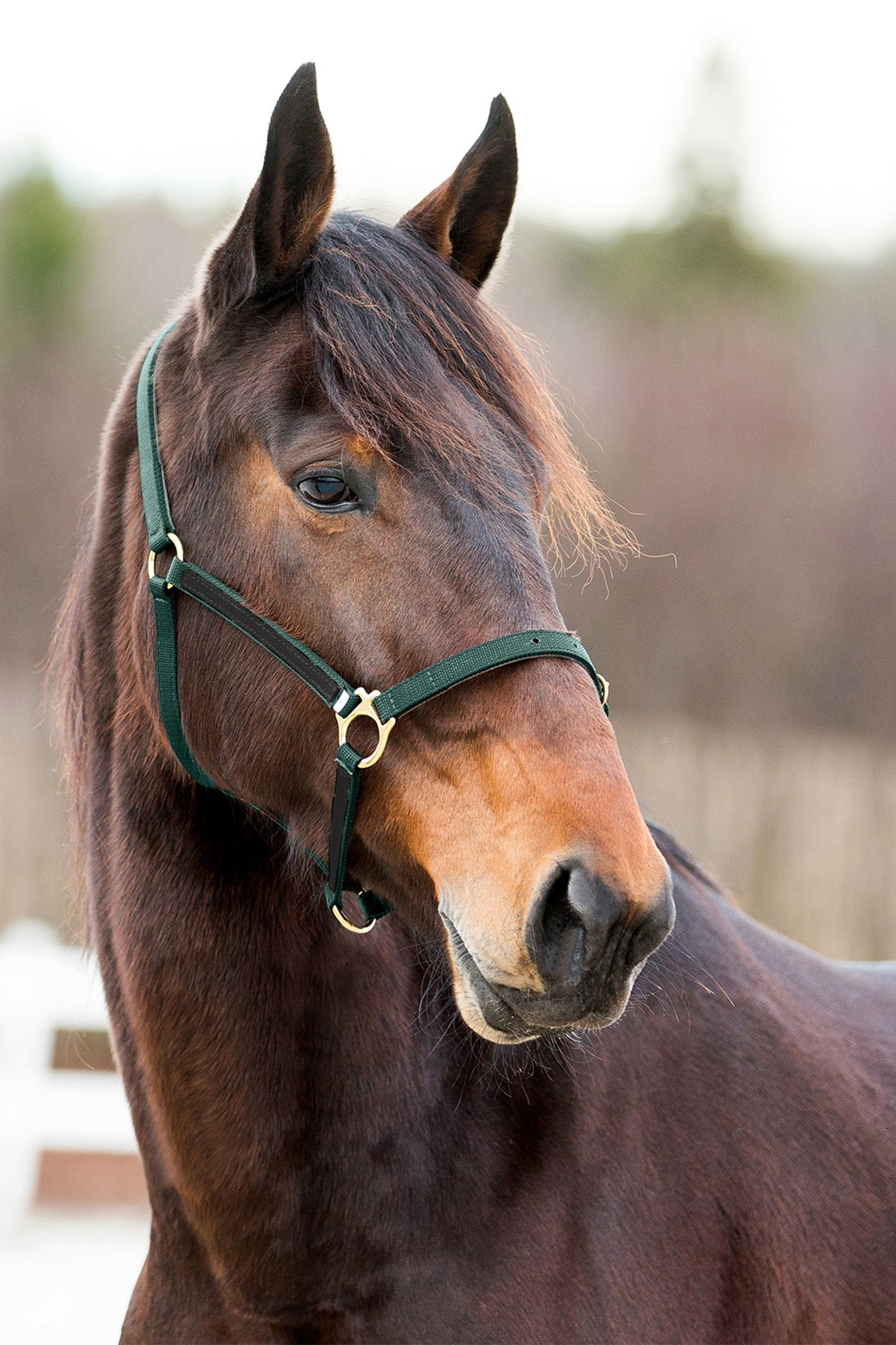 Finntack Pro Synthetic Yankee Nylon Halter with Open Nose Halsters & Halstertouwen