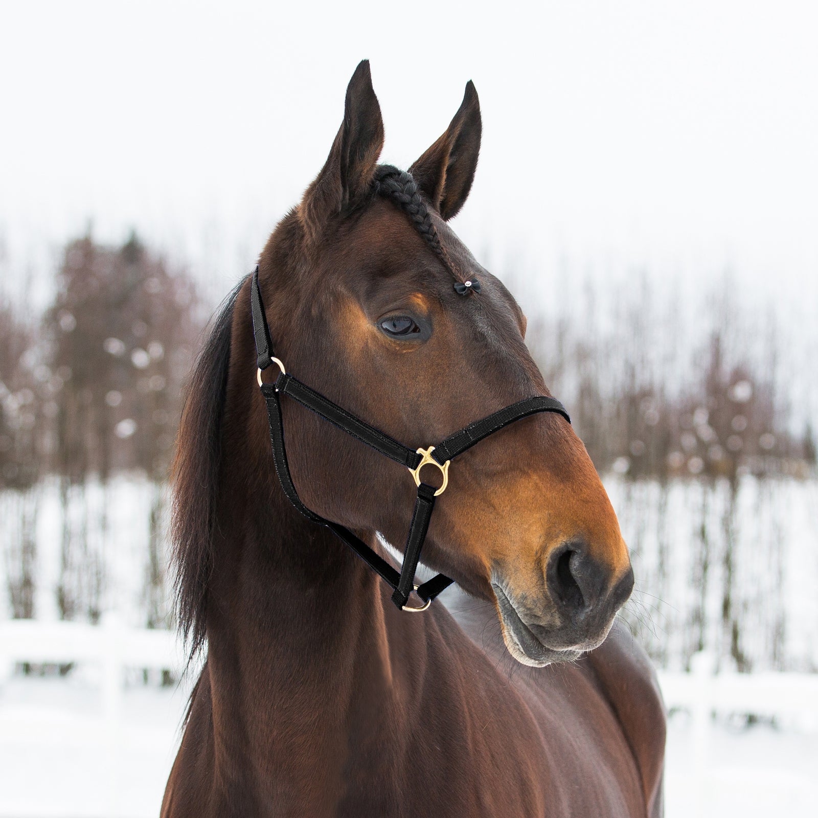 Finntack Pro Synthetic Yankee Nylon Halter Halsters & Halstertouwen