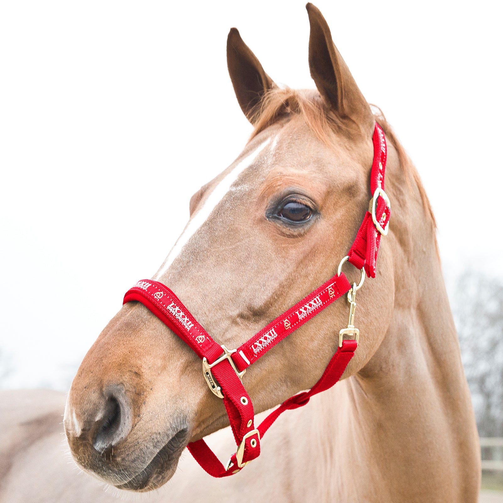 Horze Hamptons Halter Halters & Leads