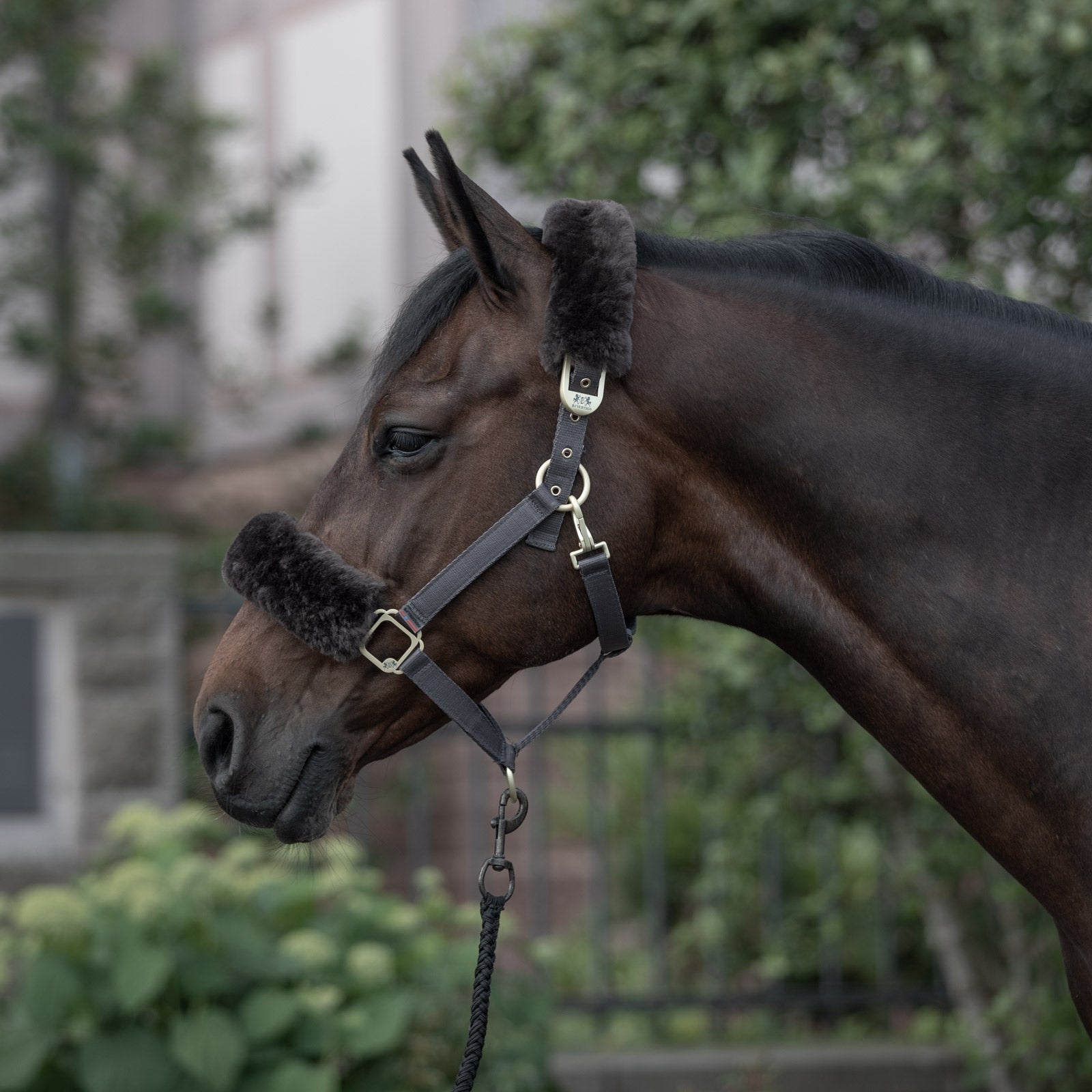 B Vertigo Laurier Halter with Sheepskin Halters & Leads