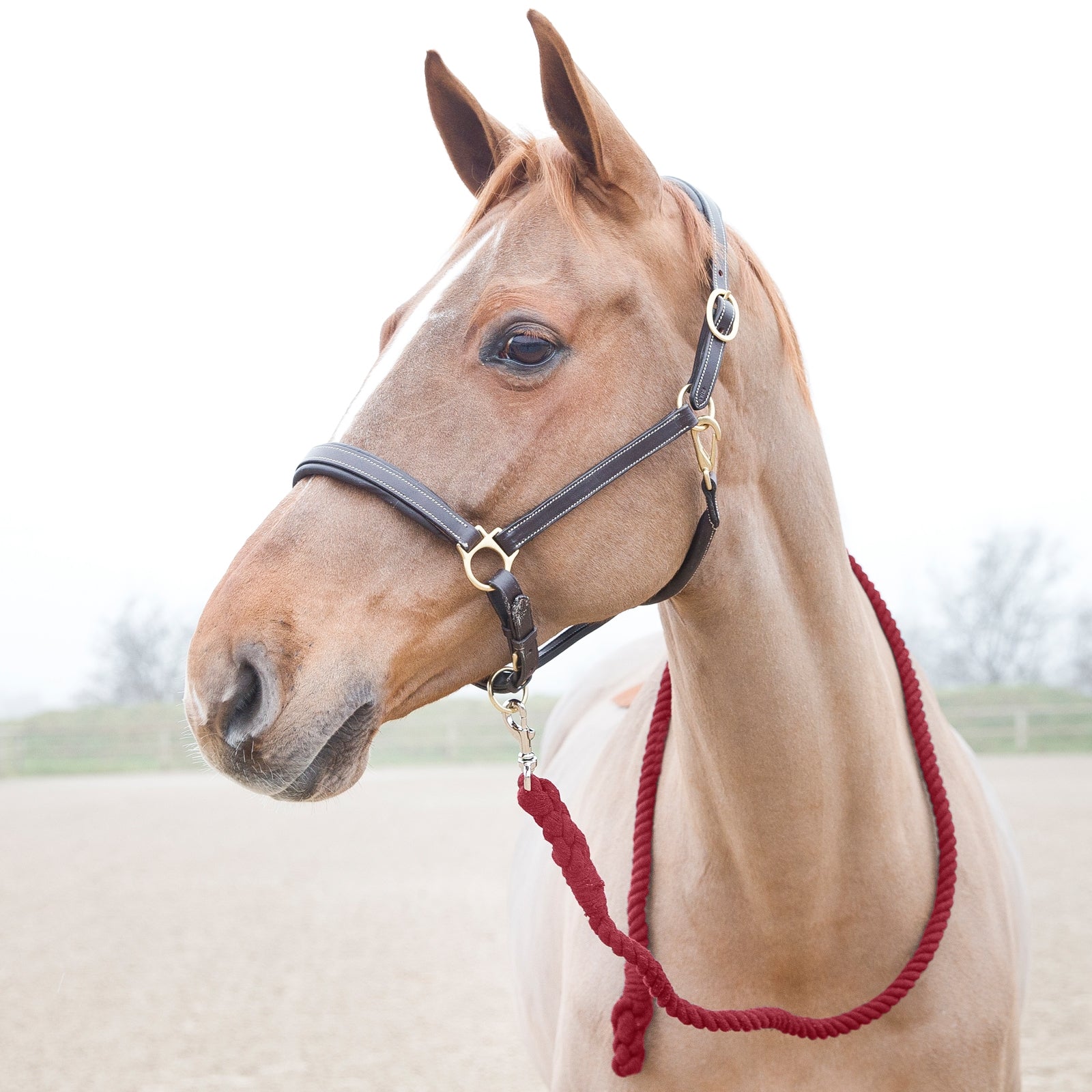Horze Price-Z Lead Halters & Leads