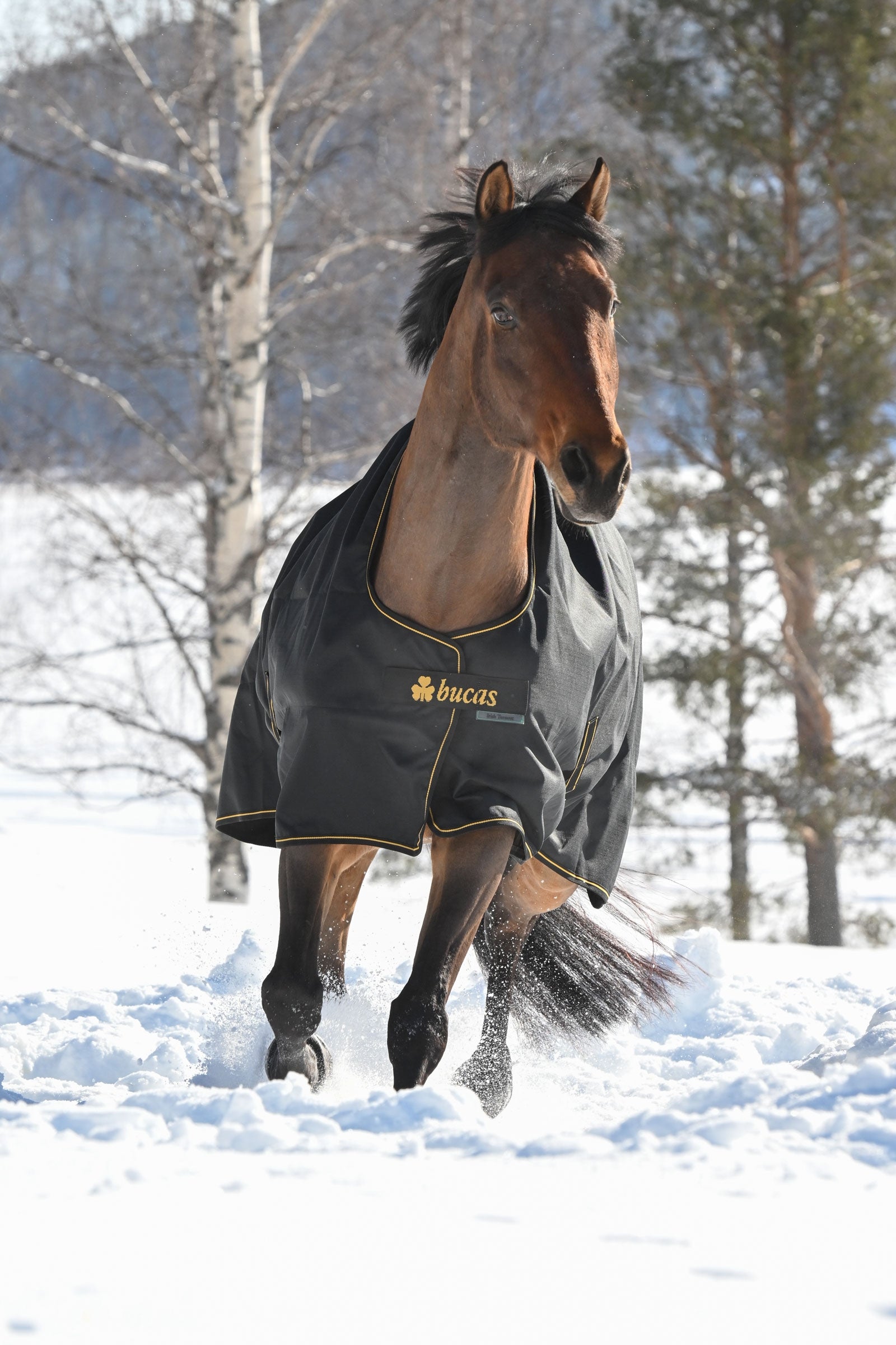 Bucas Irish Turnout Rug, 300g Horse Rugs