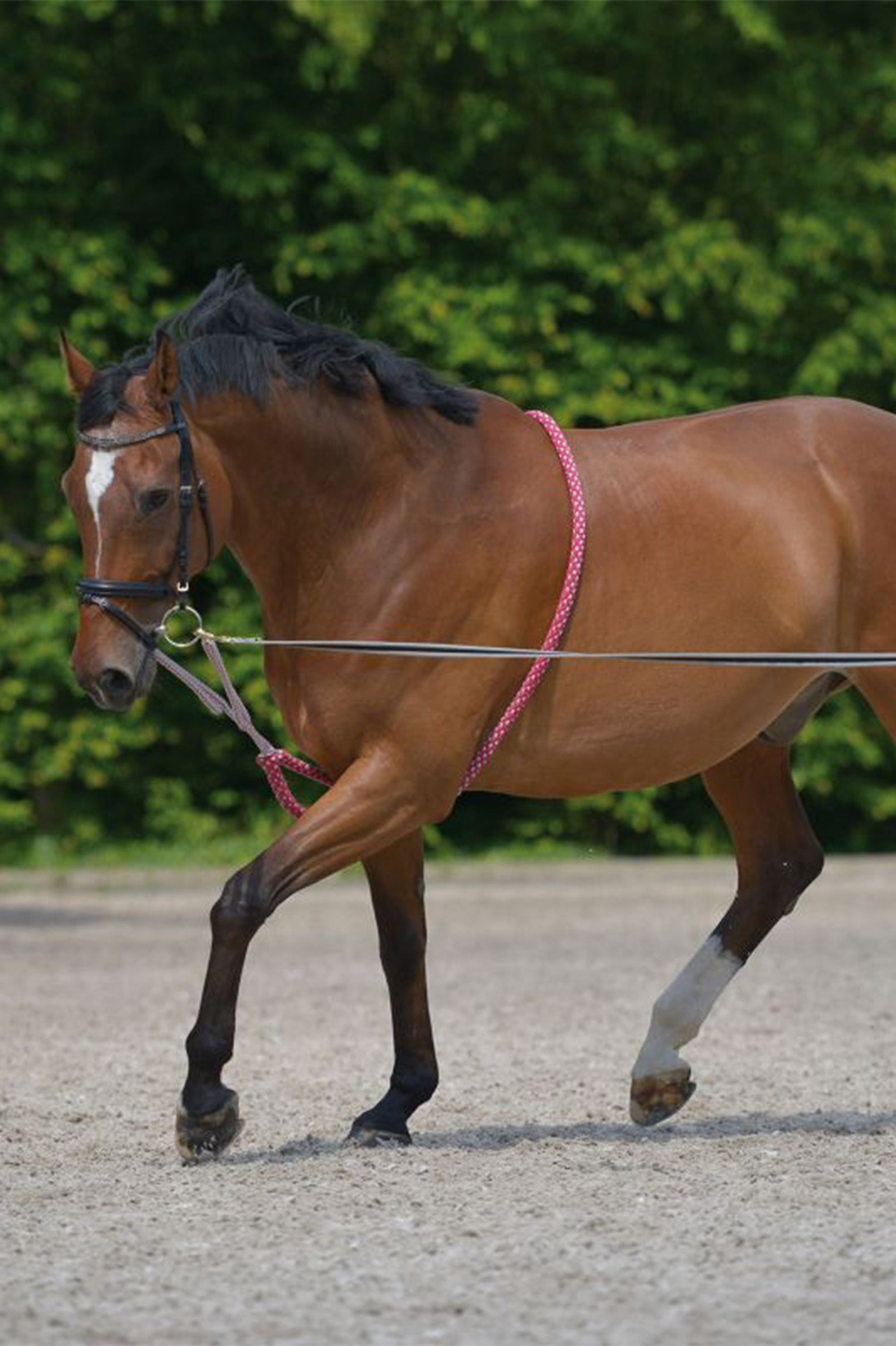Waldhausen Lunging System Horse Training