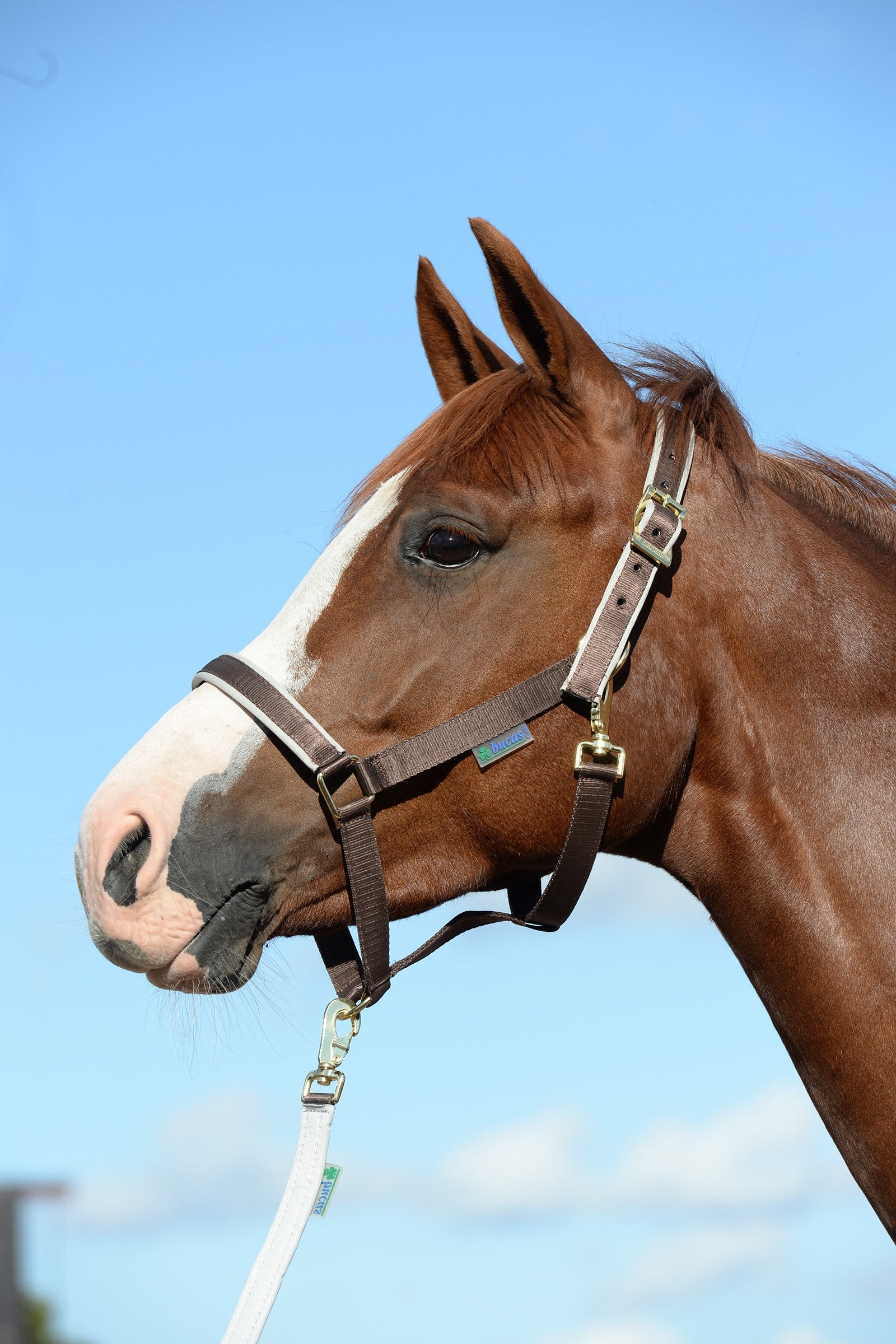 Bucas Dublin, Luxe Onderlegde Halster Halsters & Halstertouwen