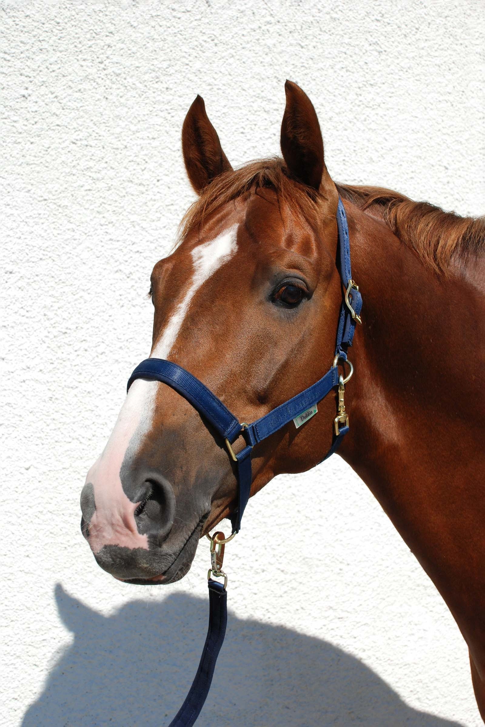 Bucas Dublin, Luxe Onderlegde Halster Halsters & Halstertouwen