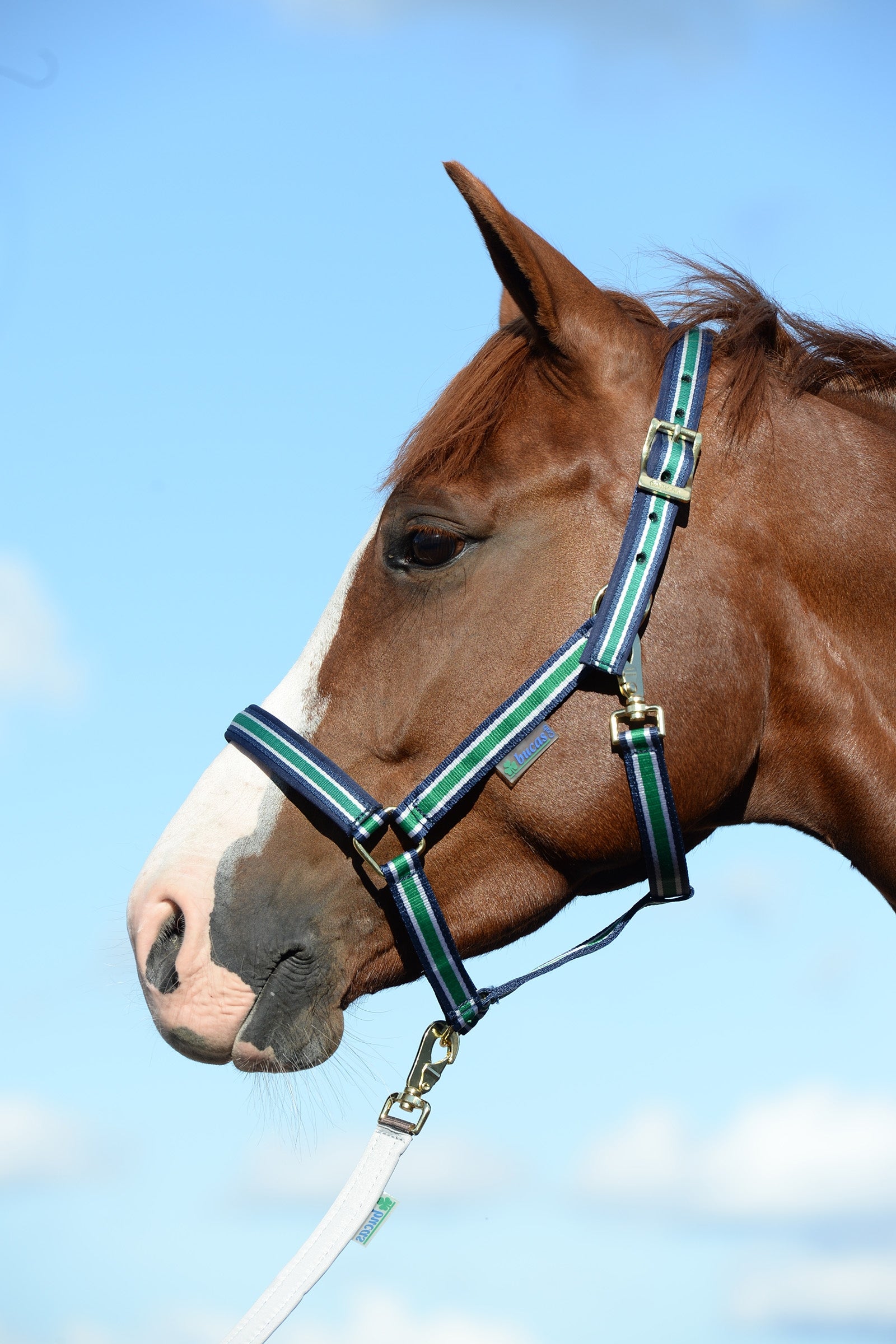 Bucas Dublin, Luxe Onderlegde Halster Halsters & Halstertouwen