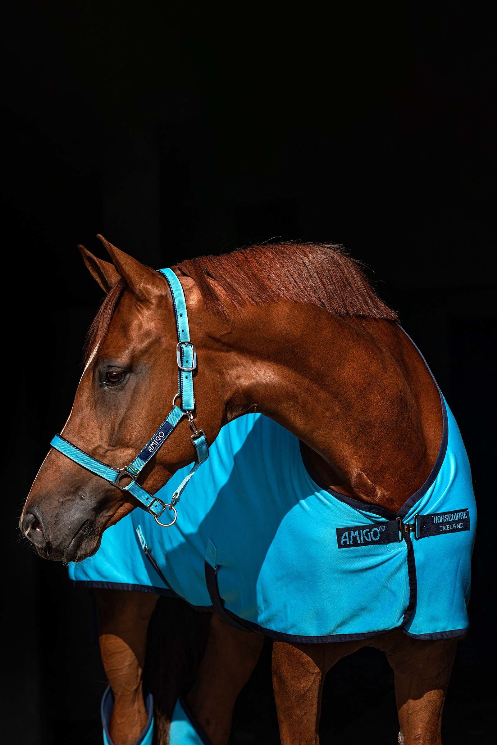 Horseware Amigo Halster Halsters & Halstertouwen