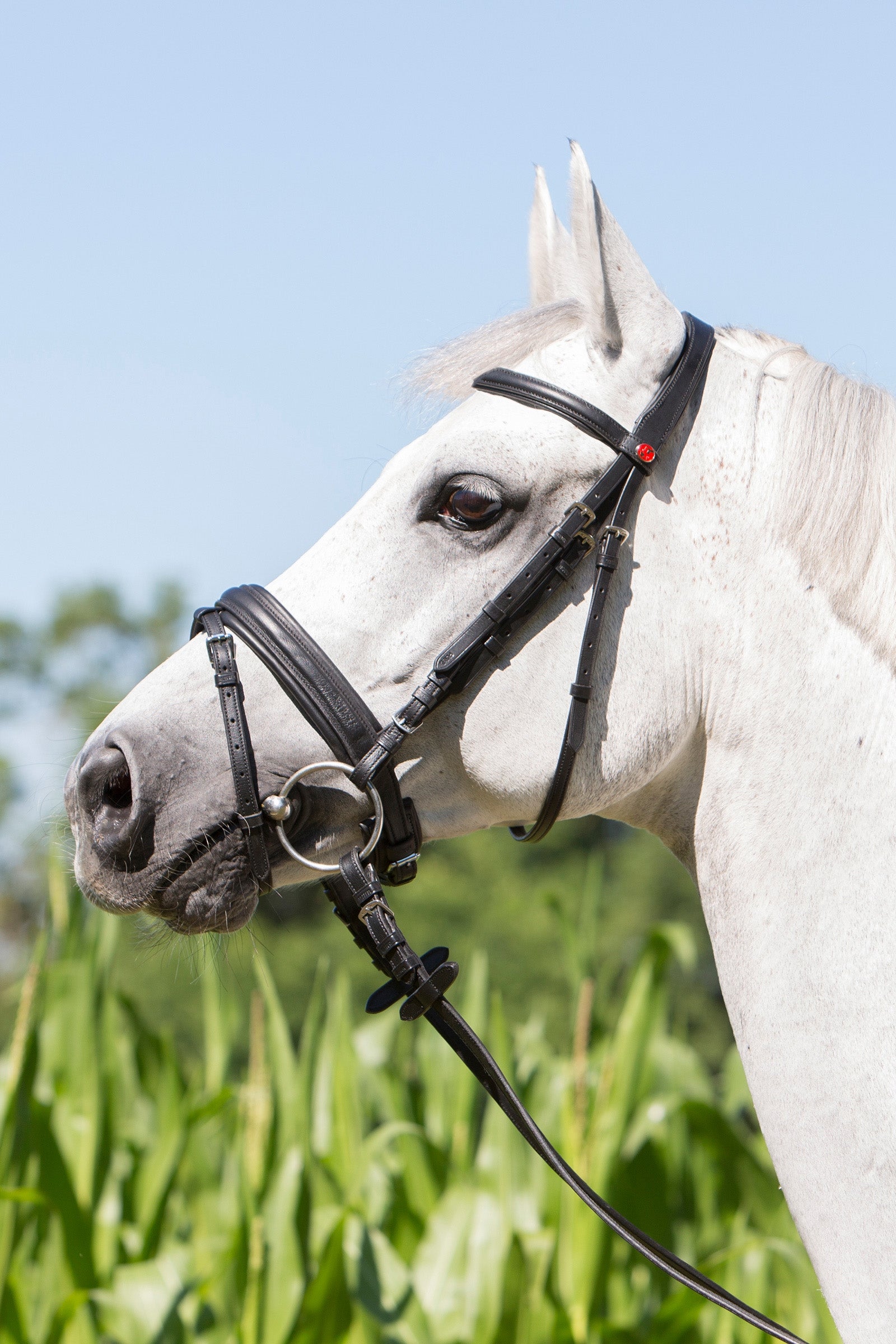 Kieffer Ultrasoft® Economy hoofdstel Hoofdstellen & Teugels