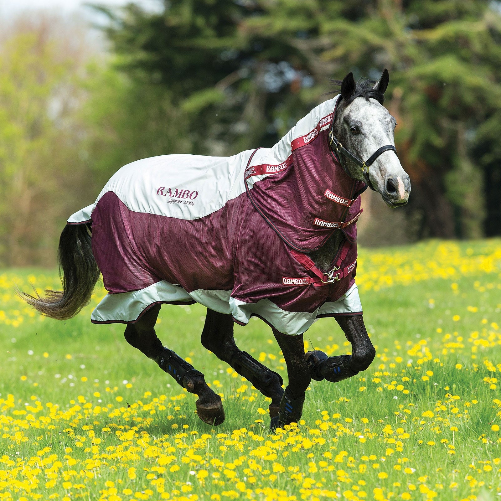 Horseware Rambo Summer Series outdoordeken met voering (0g / 100g) en afneembaar halsstuk Paardendekens