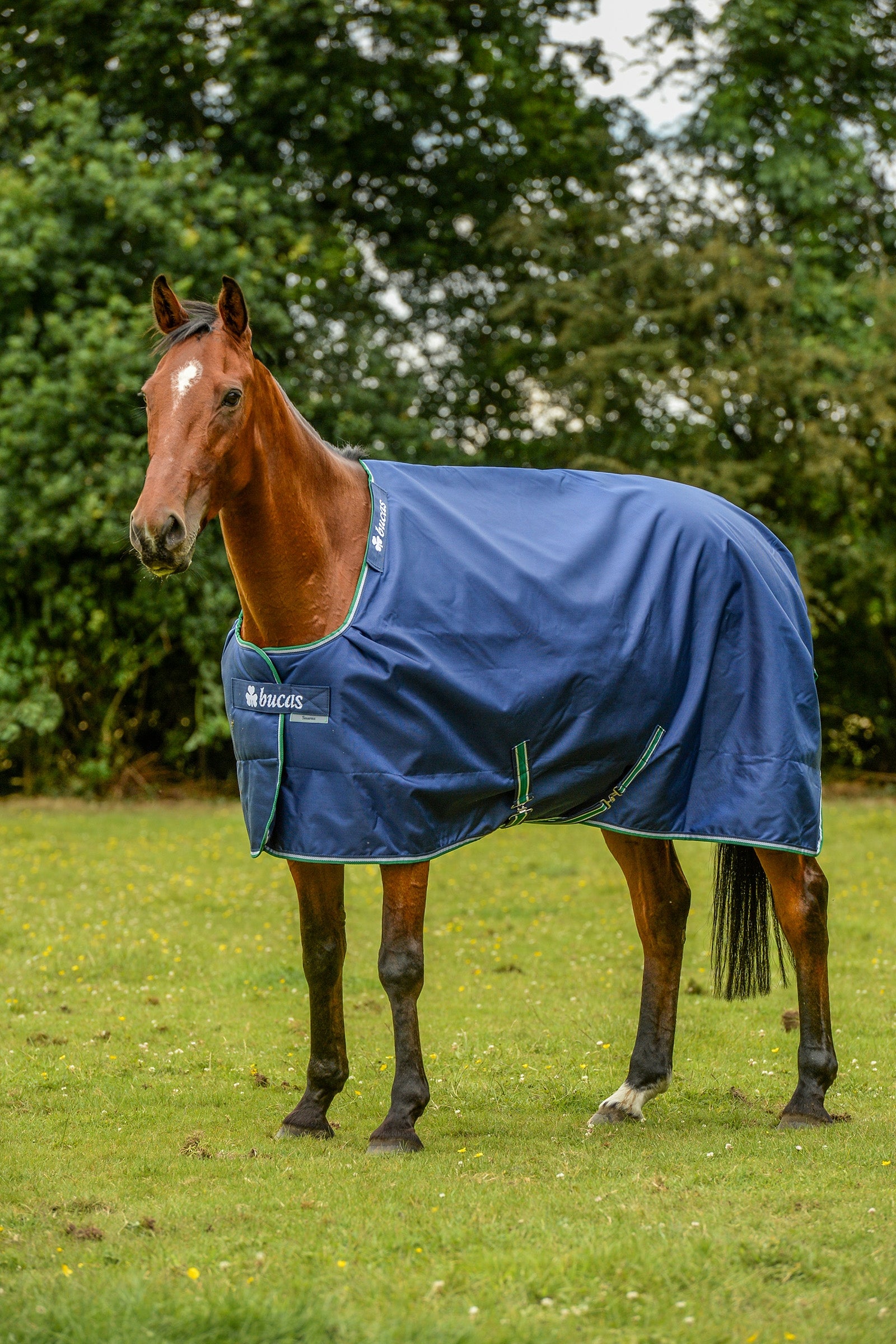 Bucas Smartex Extra Rug 300g Horse Rugs
