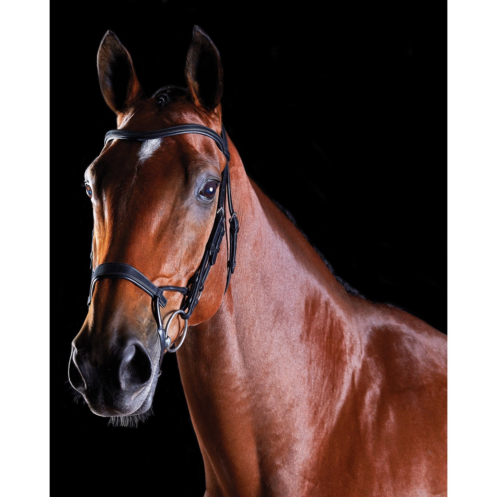 Collegiate ComFiTec Training Bridle Bridles & Reins