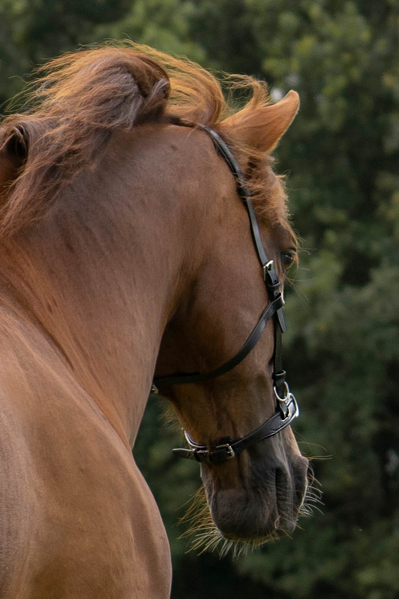 F.R.A. Freedom Riding Articles Baro Cavesson, Leather (Shire) Horse Training
