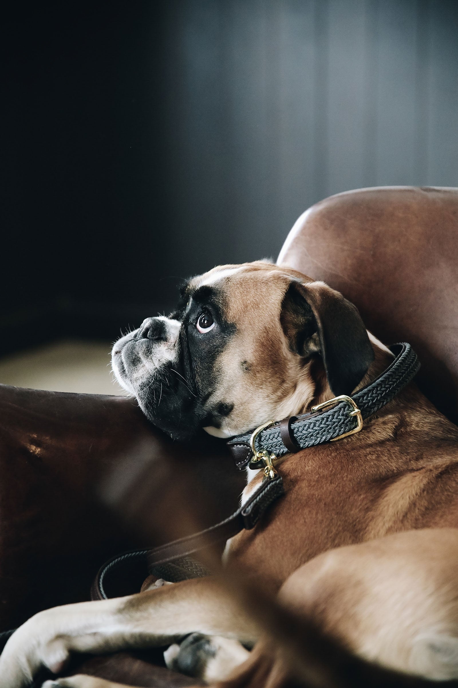 Kentucky Dogwear Gevlochten Nylon Hondenhalsband Hond