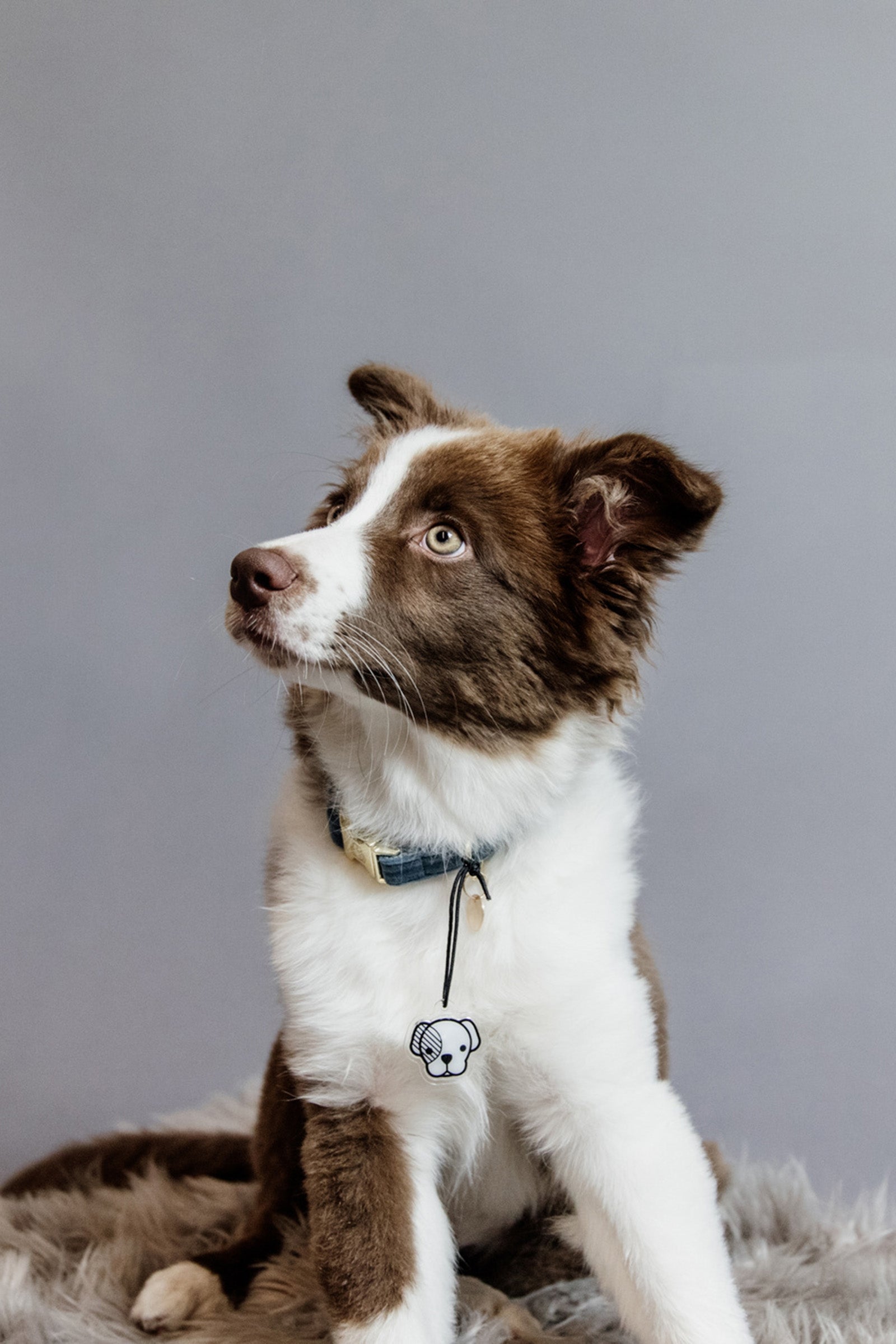 Kentucky Dogwear Dog Collar Velvet Hond