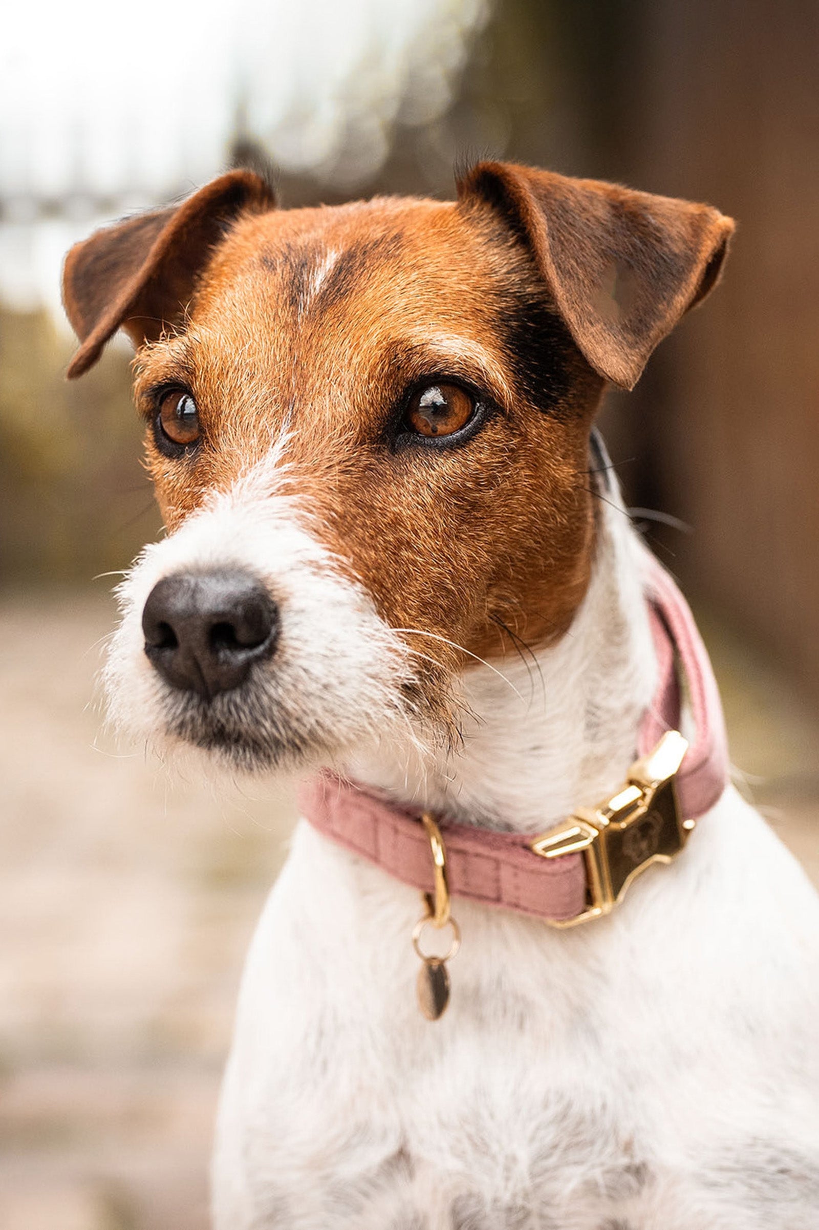 Kentucky Dogwear Dog Collar Velvet Hond