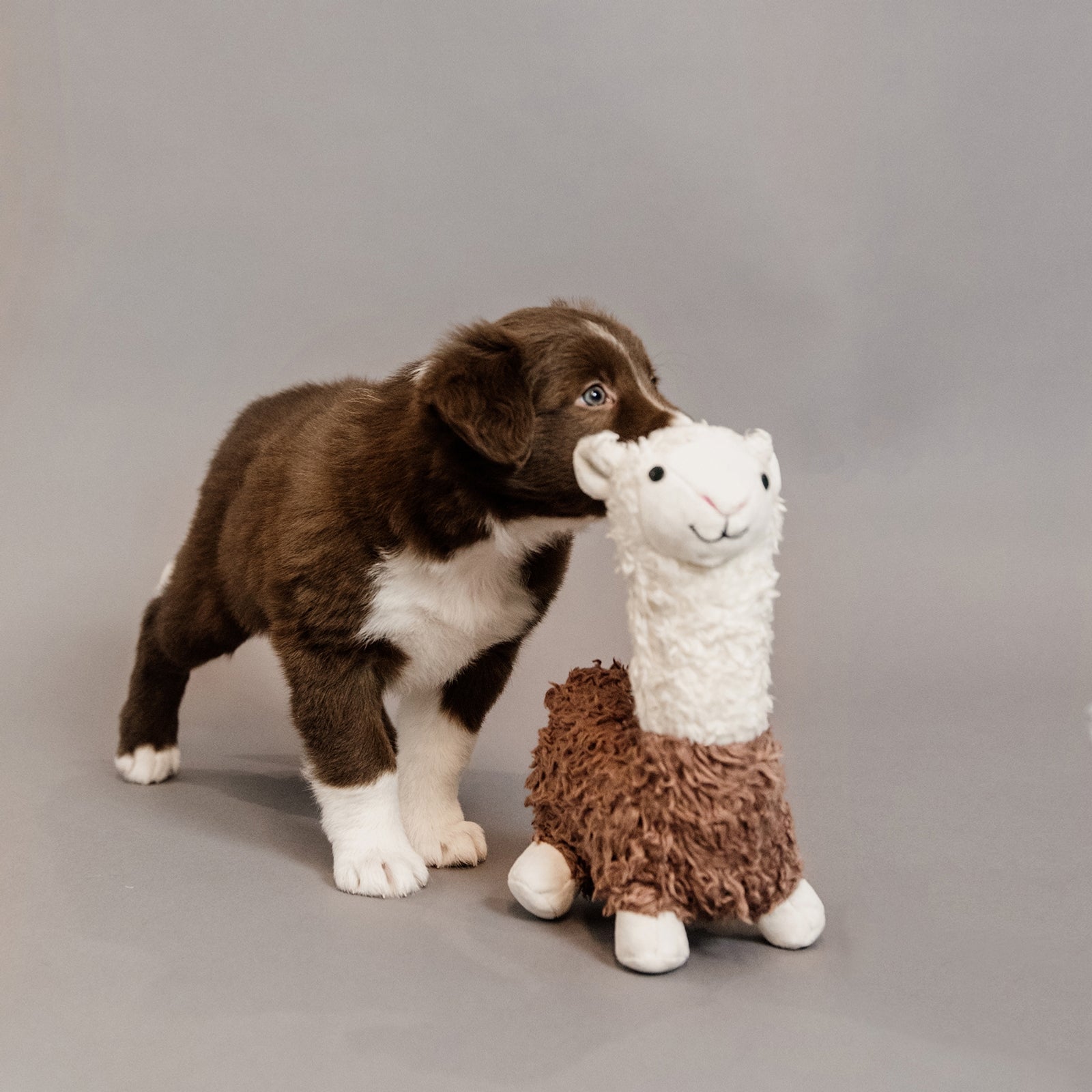 Kentucky Dogwear hondenspeeltje Alpaca Hond