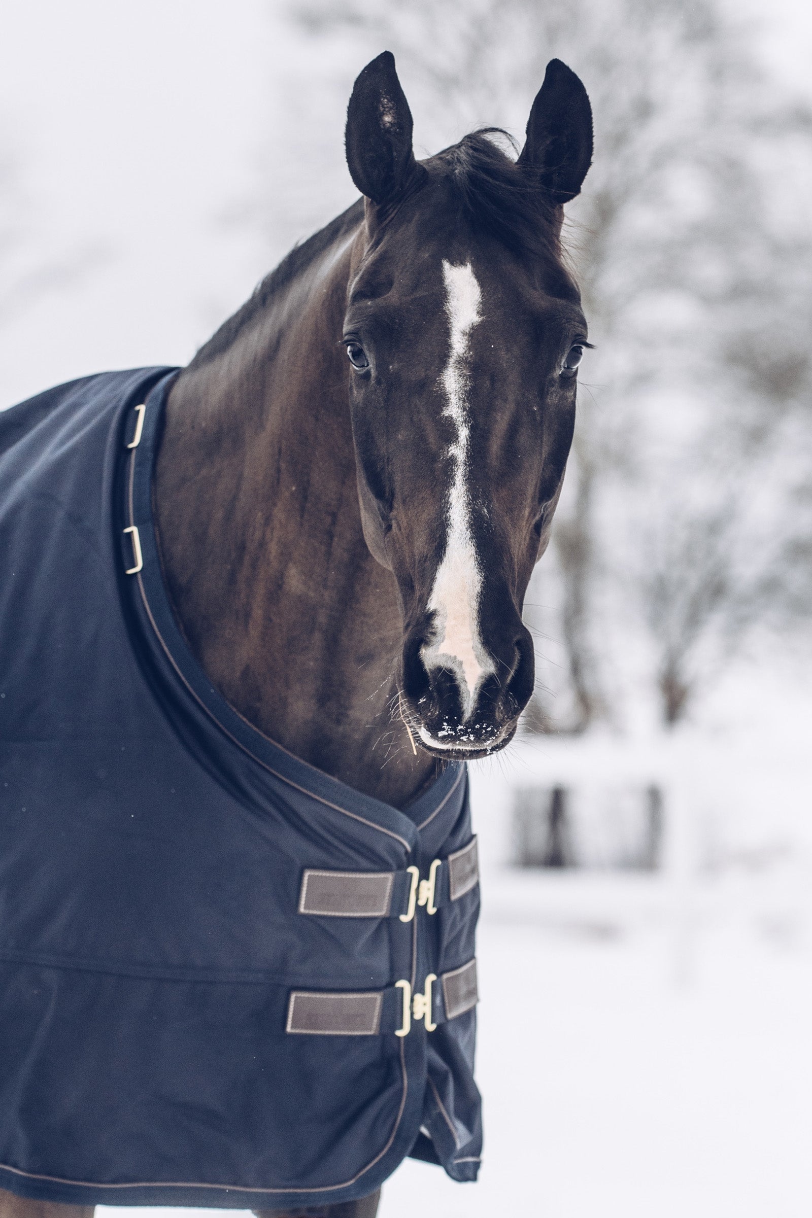 Kentucky Horsewear Turnout Rug All Weather Waterproof Classic, 300g Horse Rugs