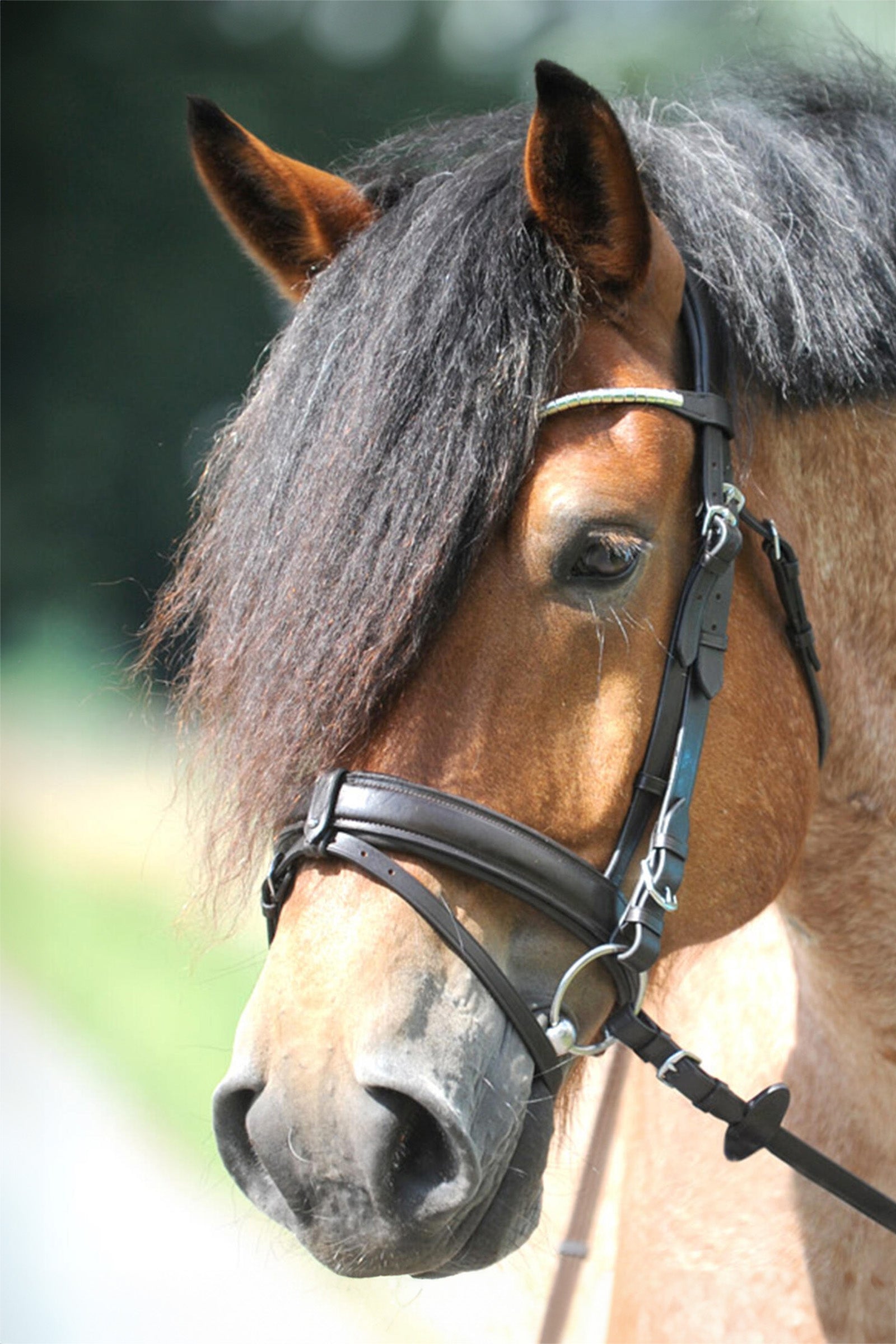 Kavalkade Clinchesse Bridle Hoofdstellen & Teugels