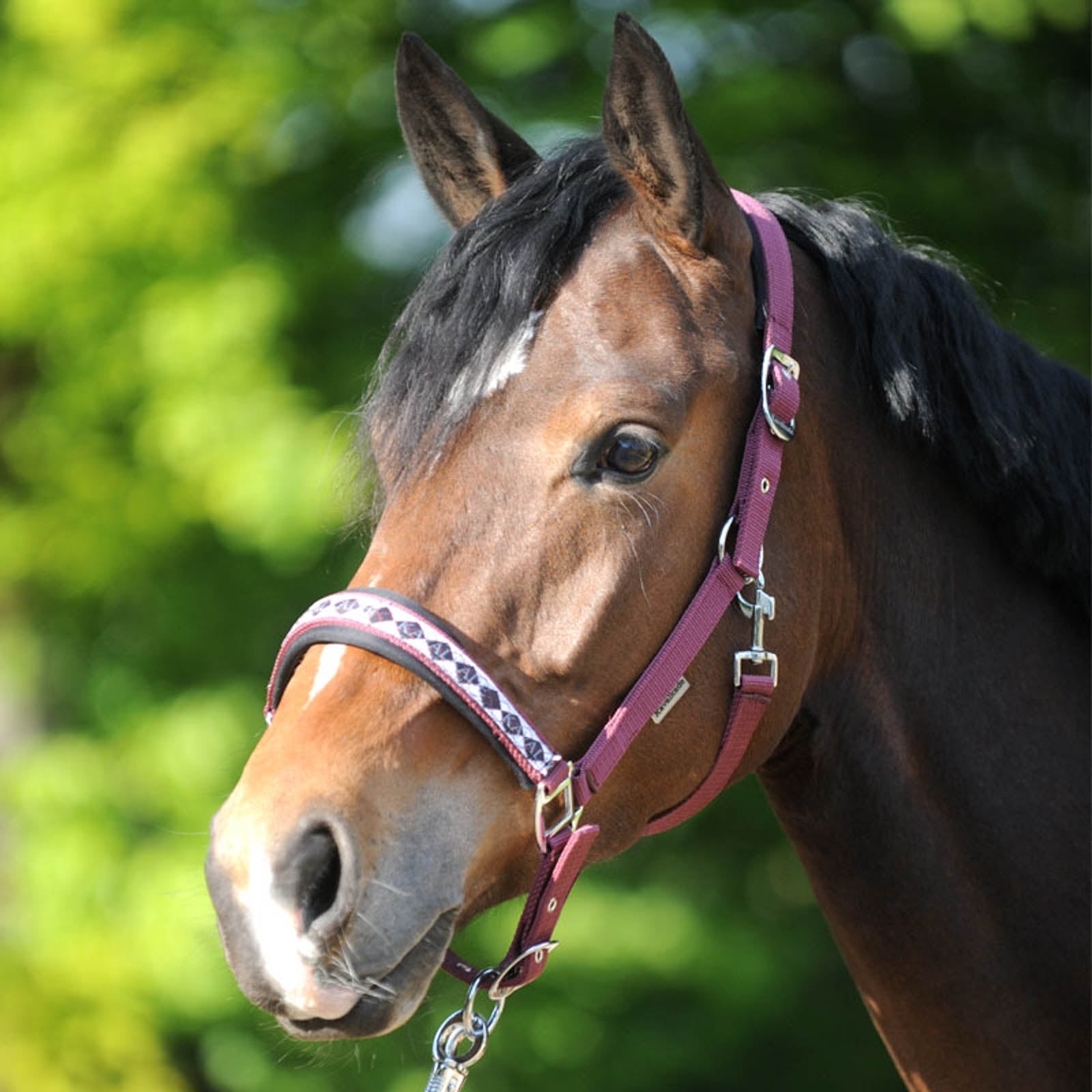 Kavalkade Classic Halter Halters & Leads