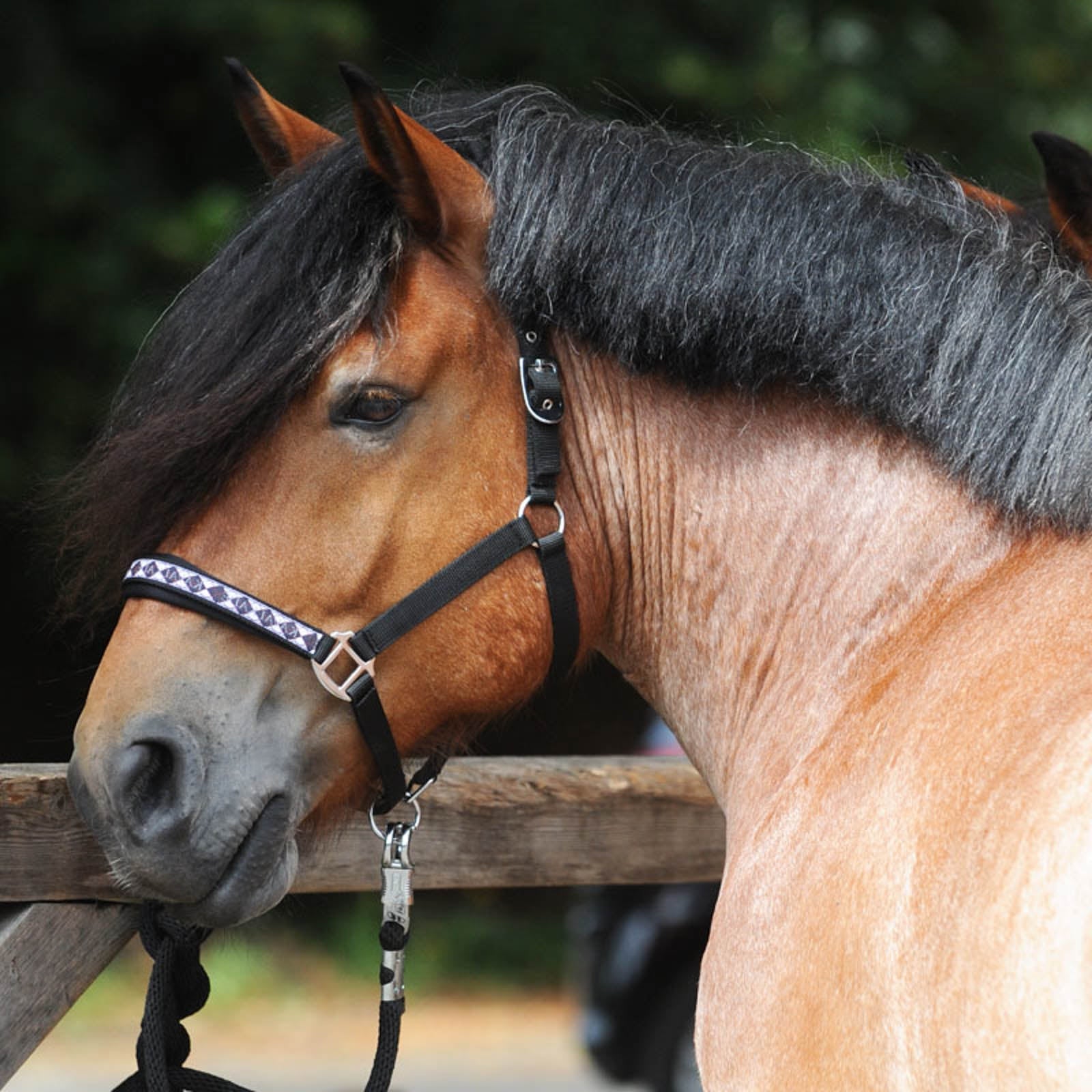 Kavalkade Draft Horse Classic Halster Halsters & Halstertouwen
