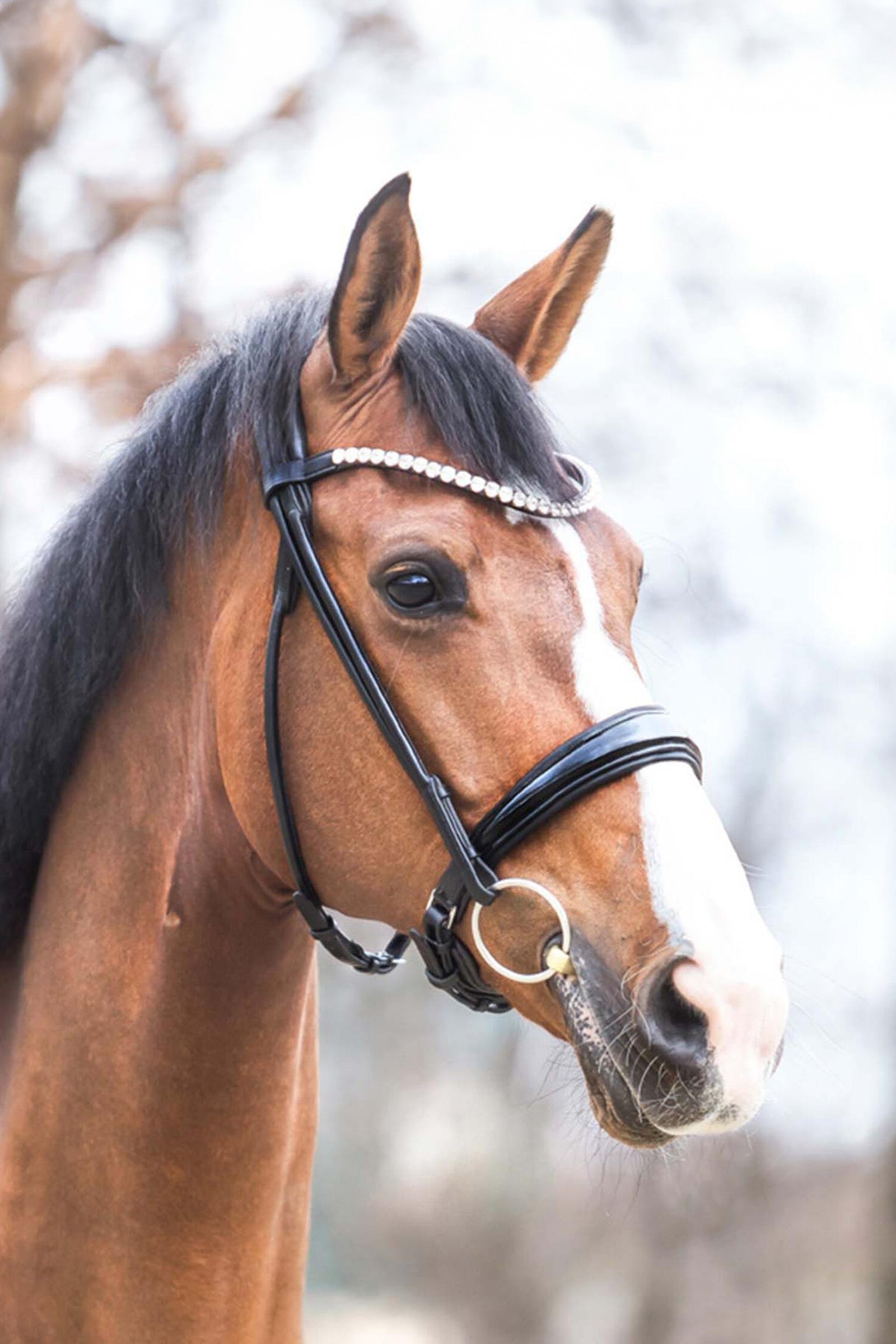 Kavalkade Florina KavalSH4 Bridle Bridles & Reins