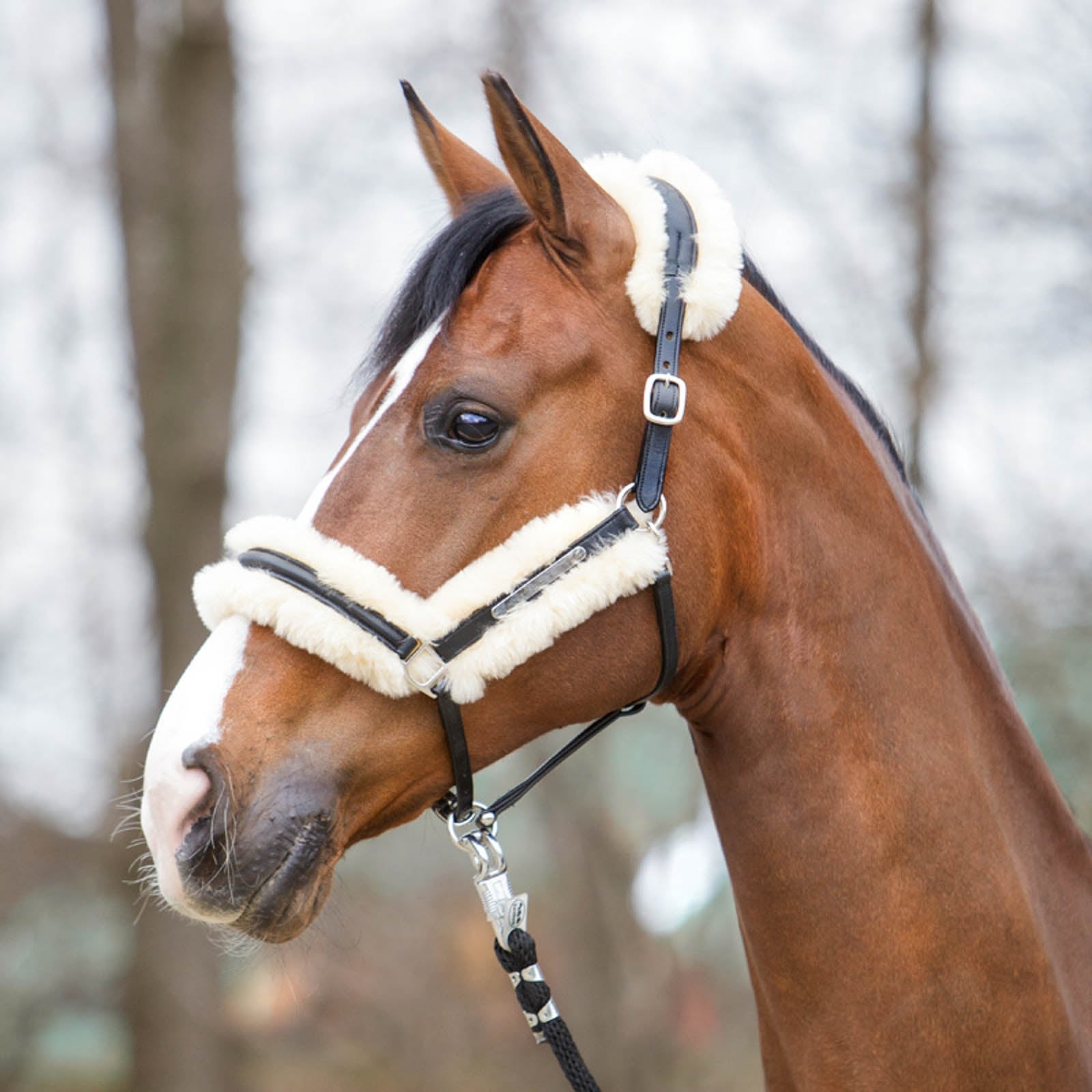 Kavalkade Marvellous Leather Halter with Sheepskin Halters & Leads