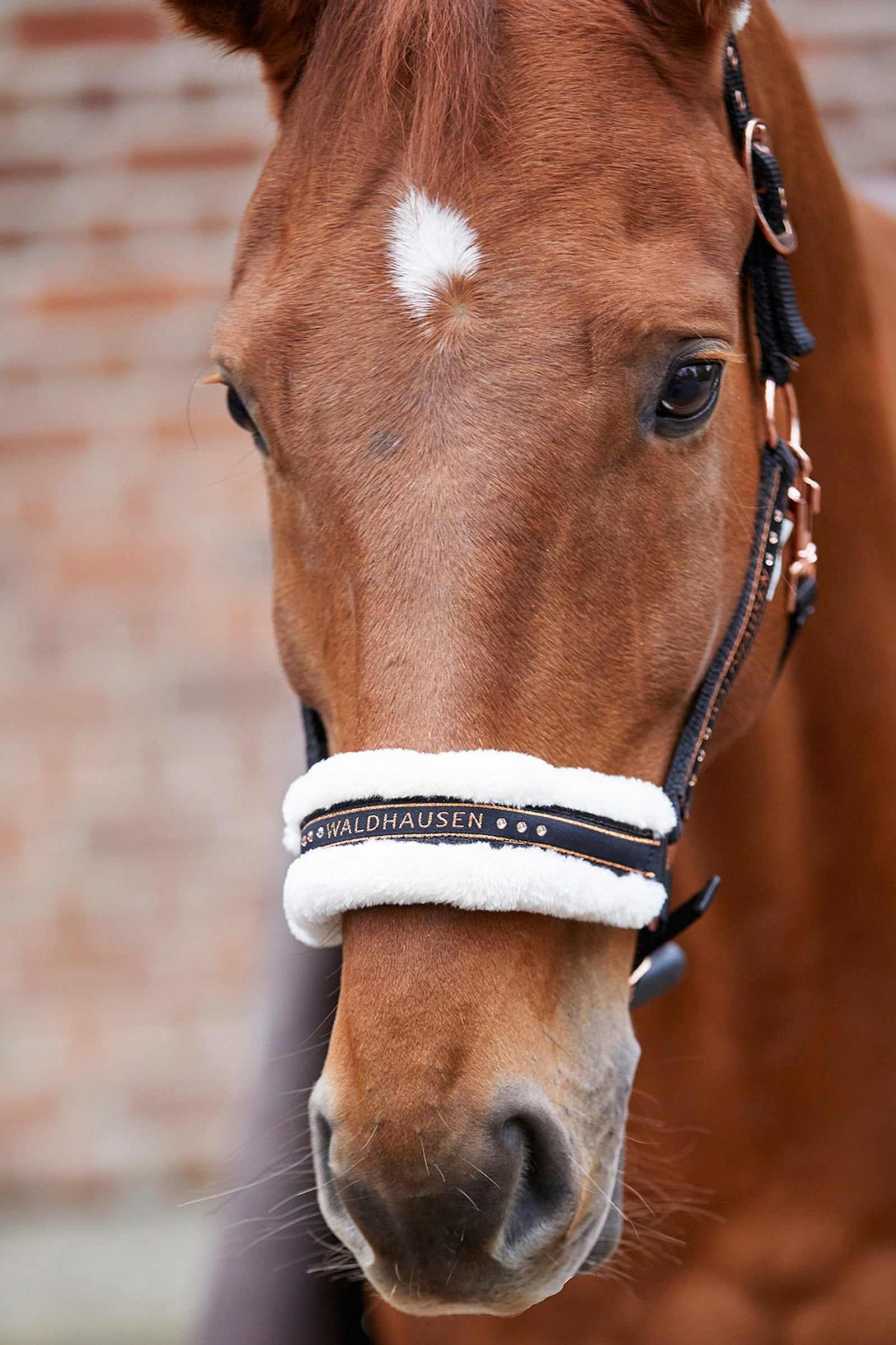 Waldhausen Elegant Halter Halters & Leads