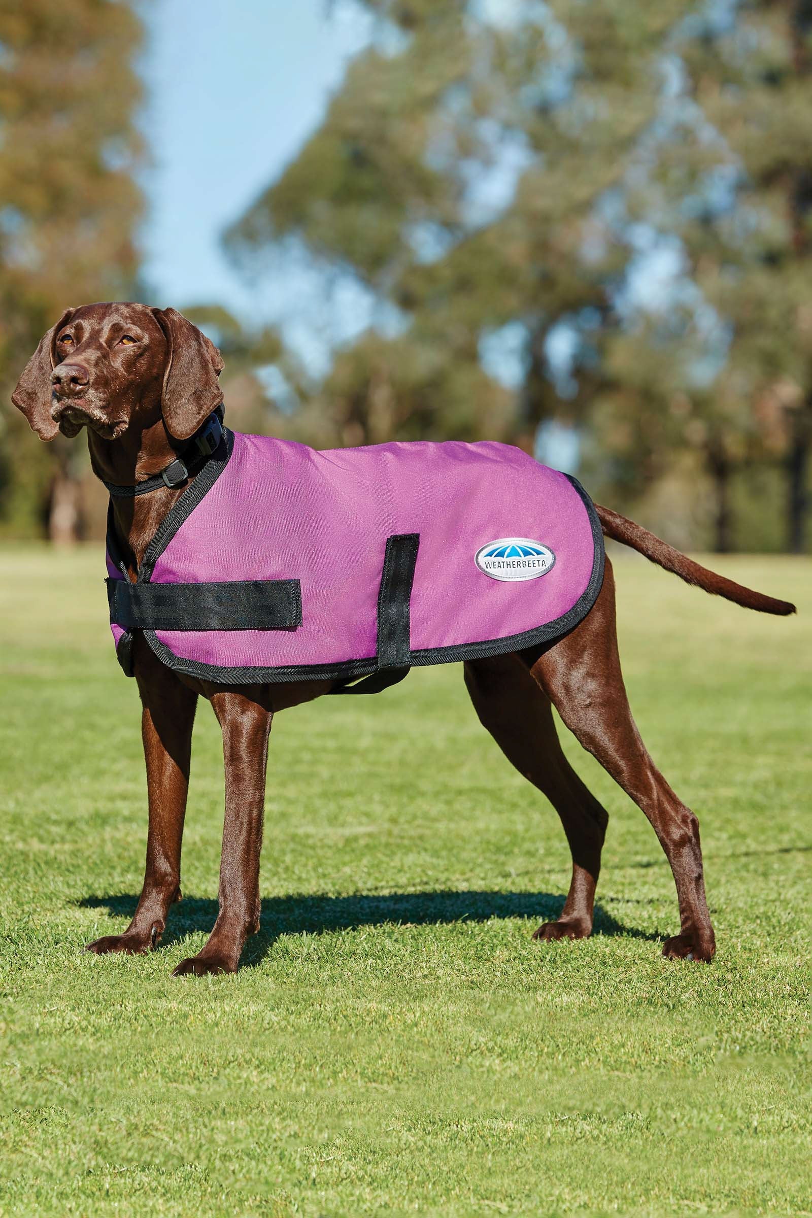 Weatherbeeta Comfitec Classic Dogcoat (25-40cm) Dog Accesories