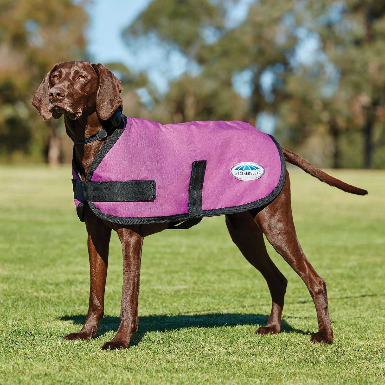 Weatherbeeta Comfitec Classic Dogcoat (45-80cm) Hond