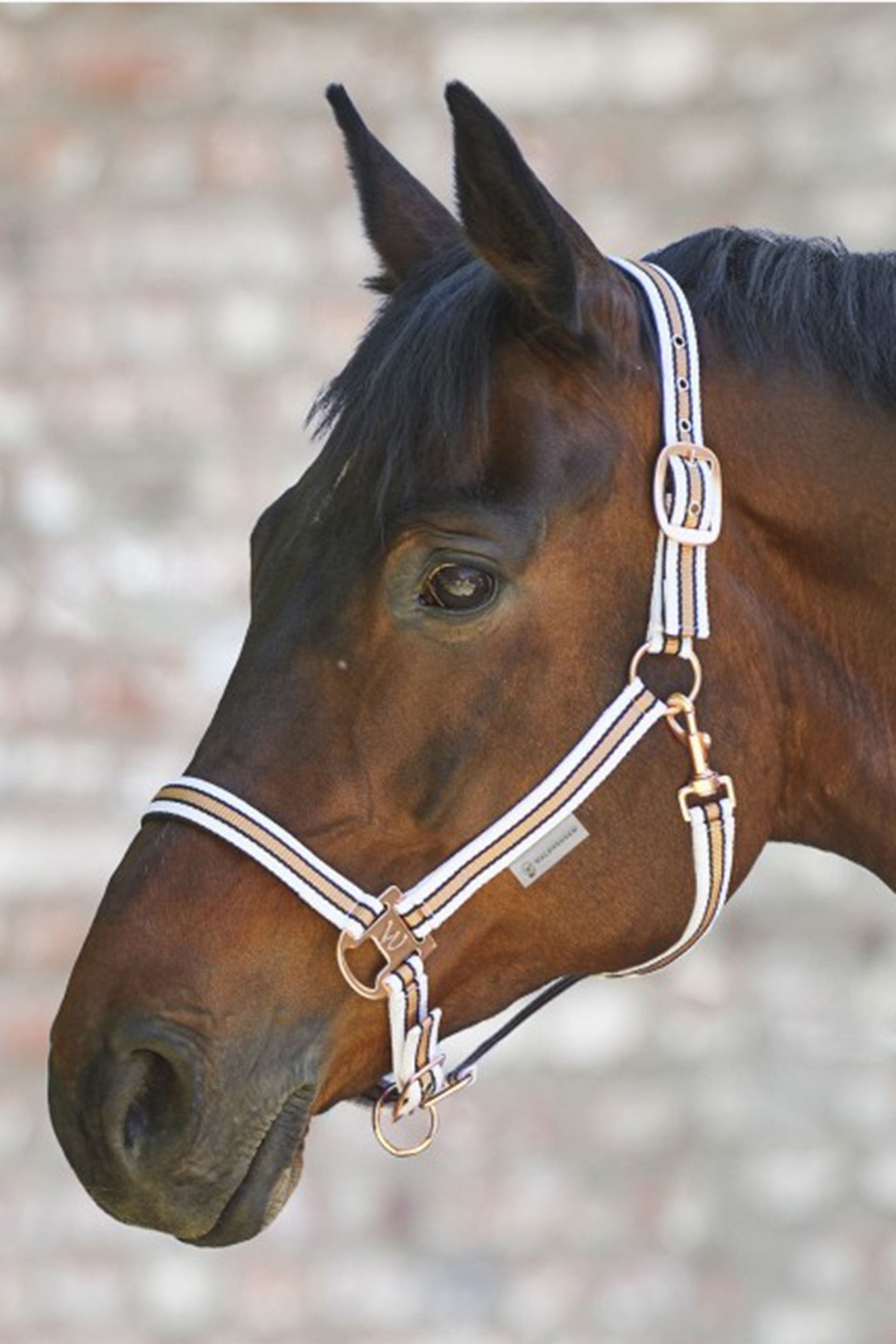 Waldhausen Shine Halter Halsters & Halstertouwen