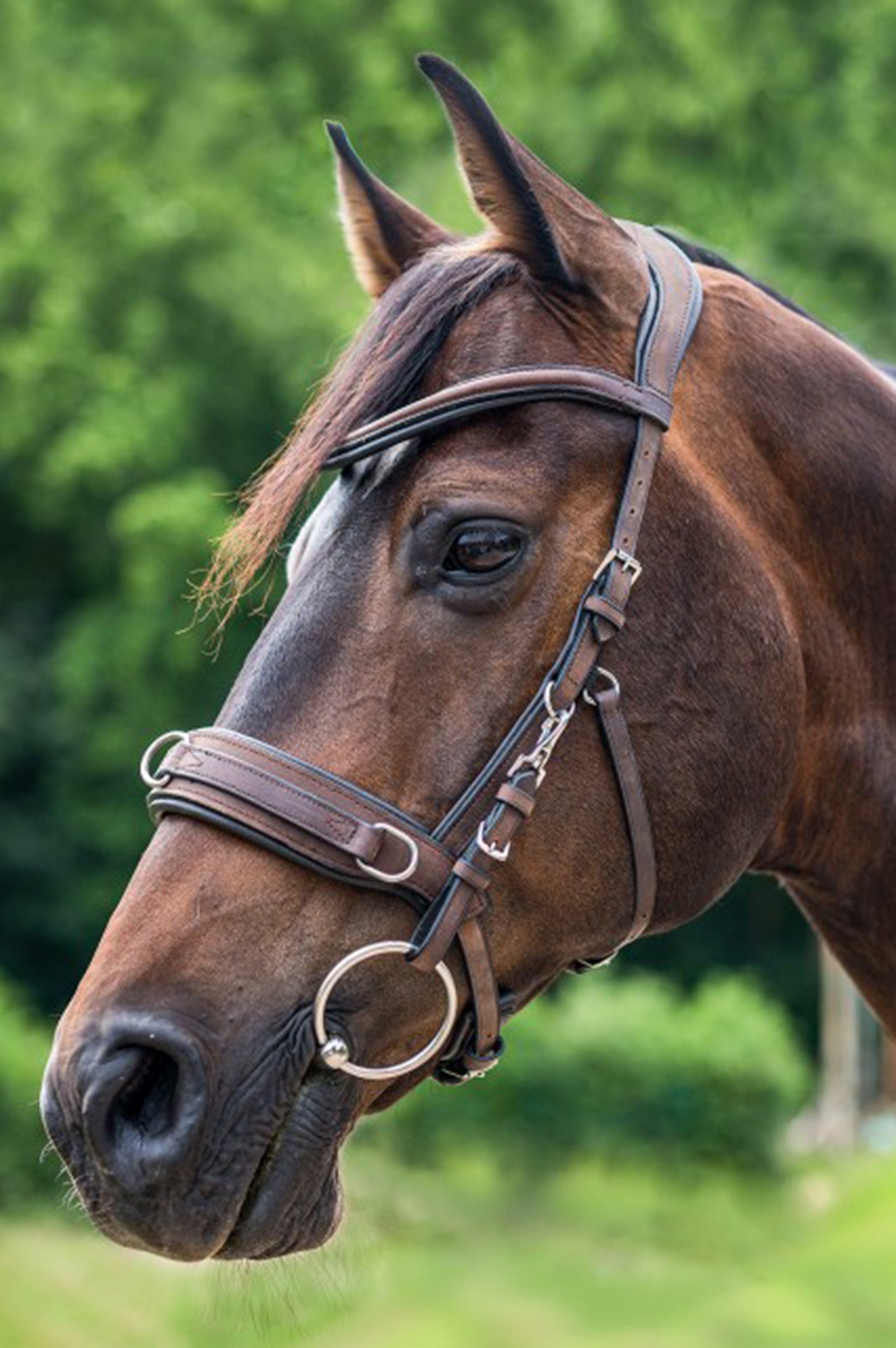Waldhausen Anatomic Cavesson Horse Training