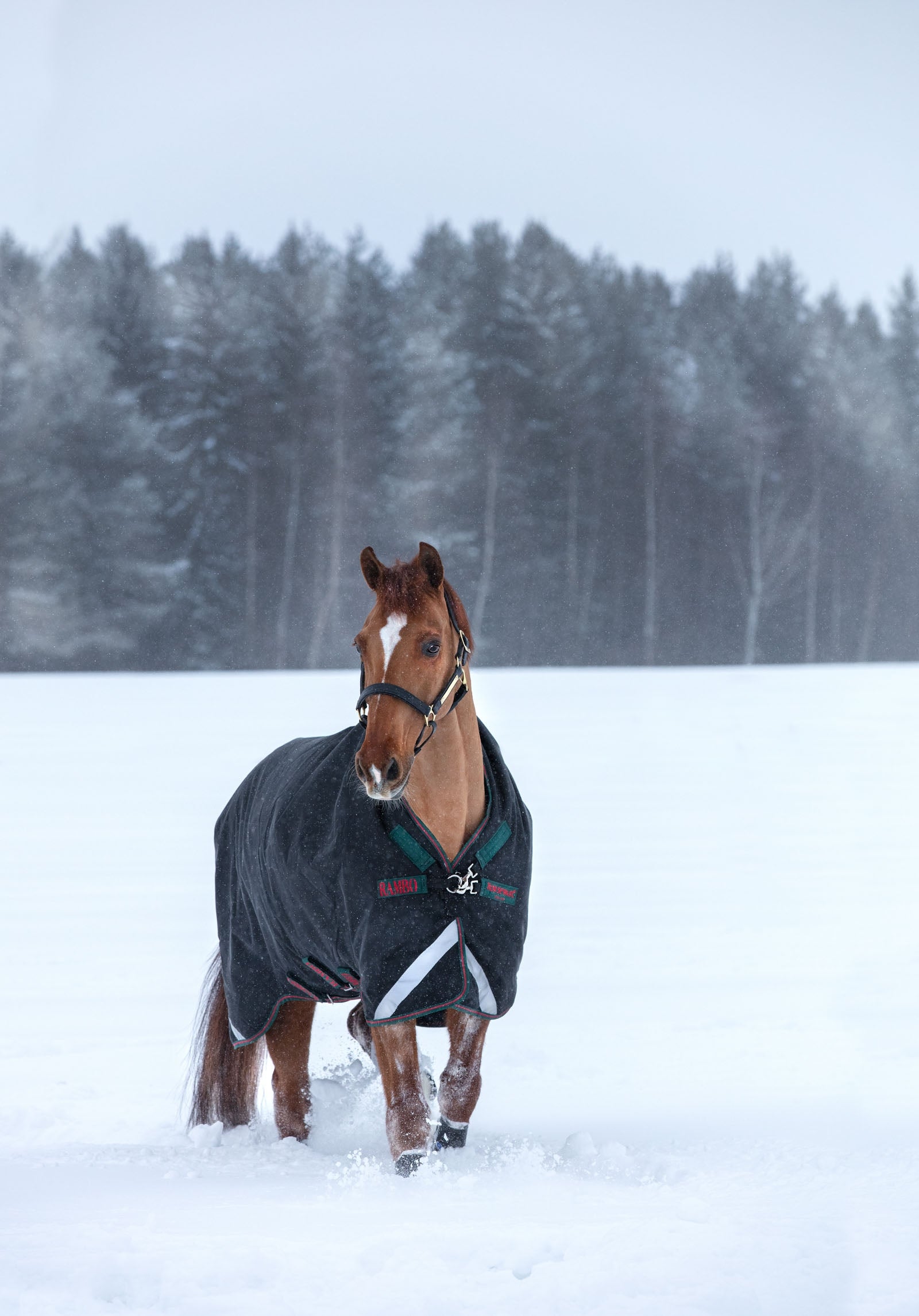 Horseware Rambo Wug Heavy outdoordeken, 400 grams Paardendekens