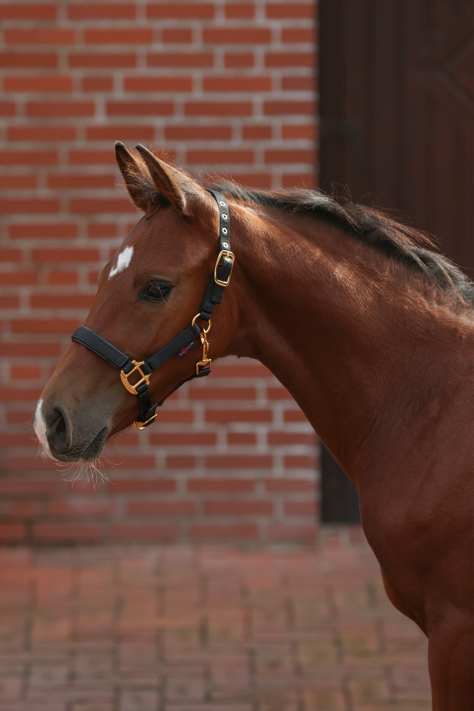 Covalliero TopLine Foal Halter Halters & Leads