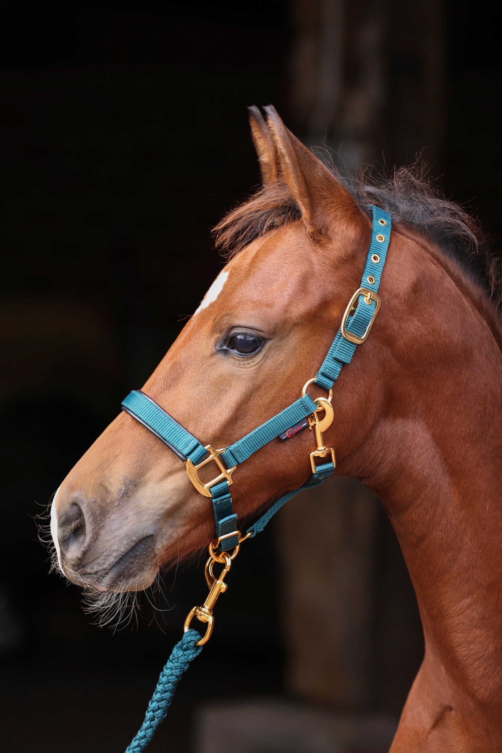 Covalliero TopLine veulenhalster Halsters & Halstertouwen