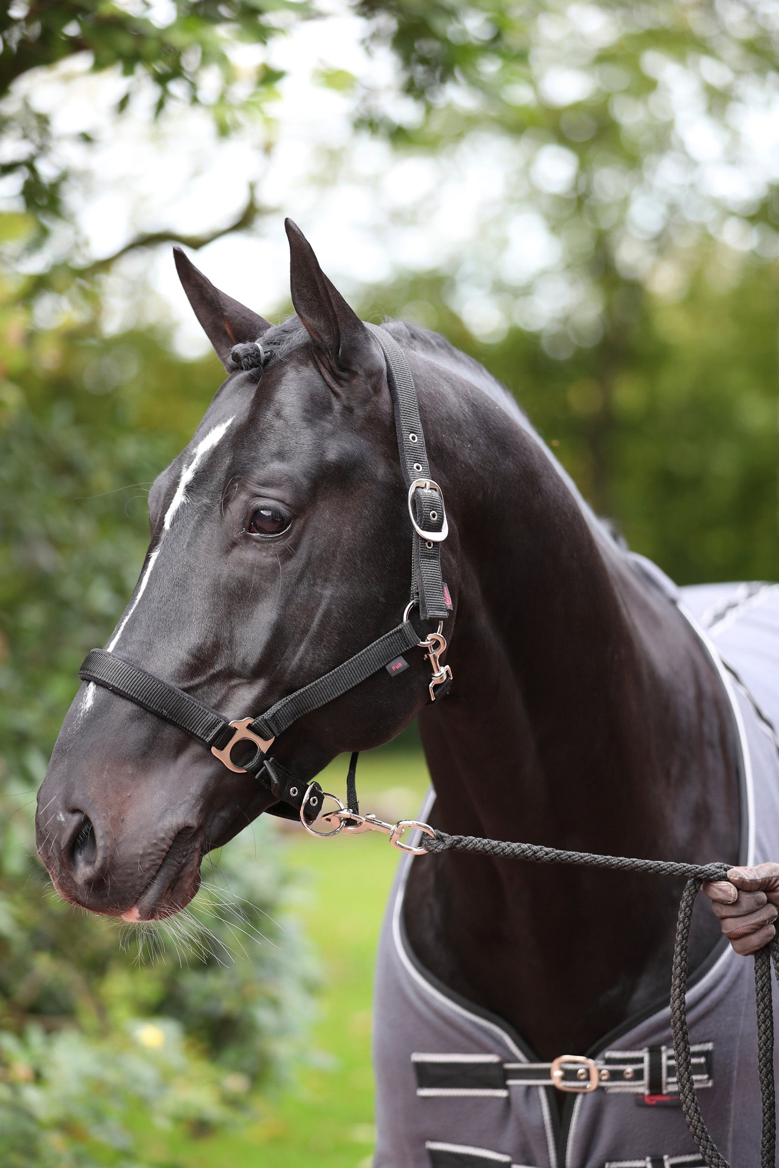 Covalliero Dexter halster met fleece onderlegger Halsters & Halstertouwen