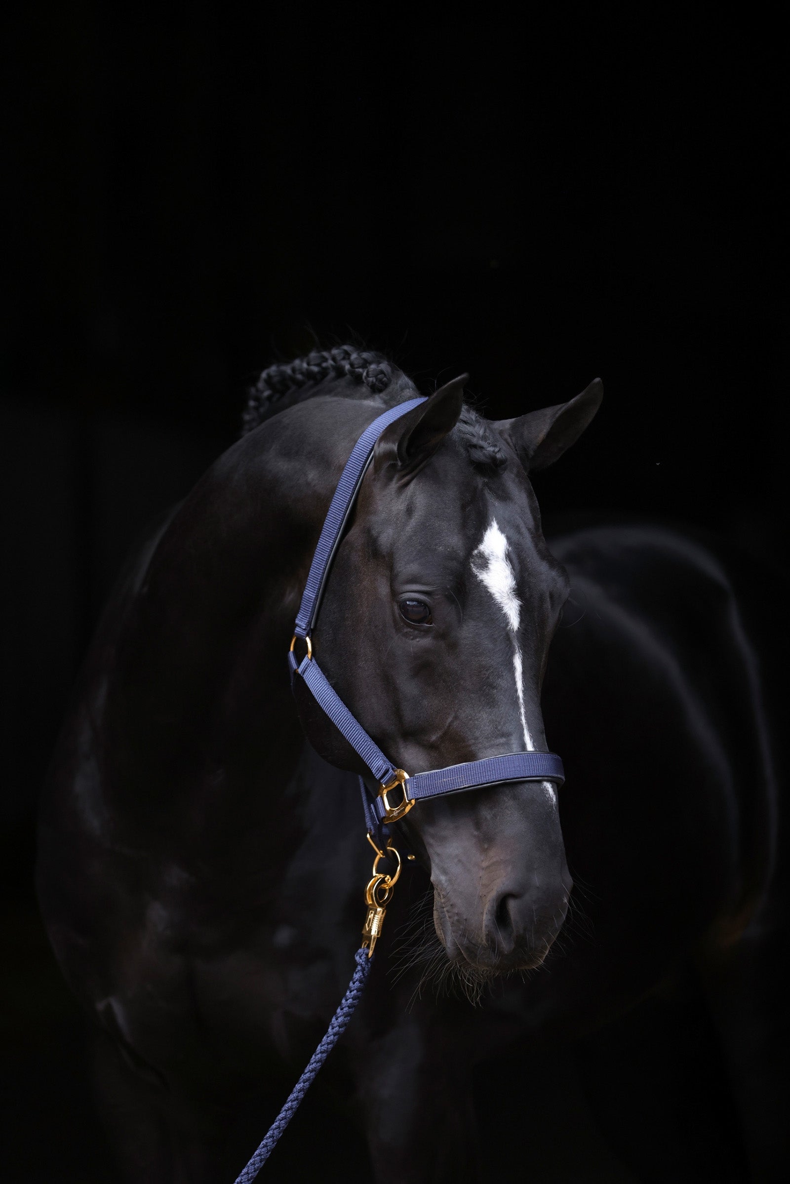 Covalliero TopLine Halter Halters & Leads