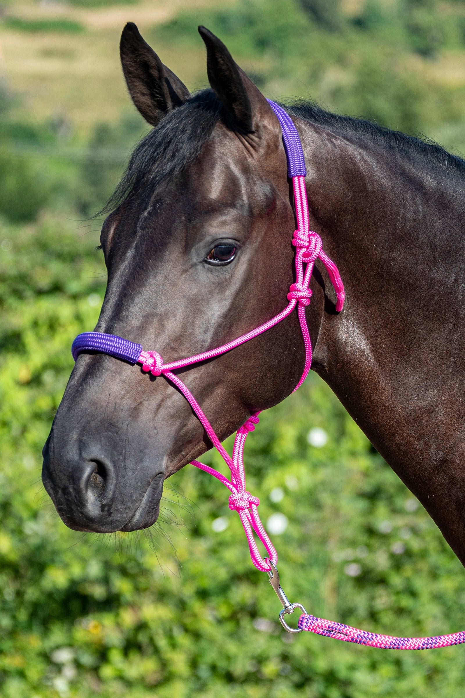 USG Knotted Rope Halter with Matching Lead Rope Halsters & Halstertouwen