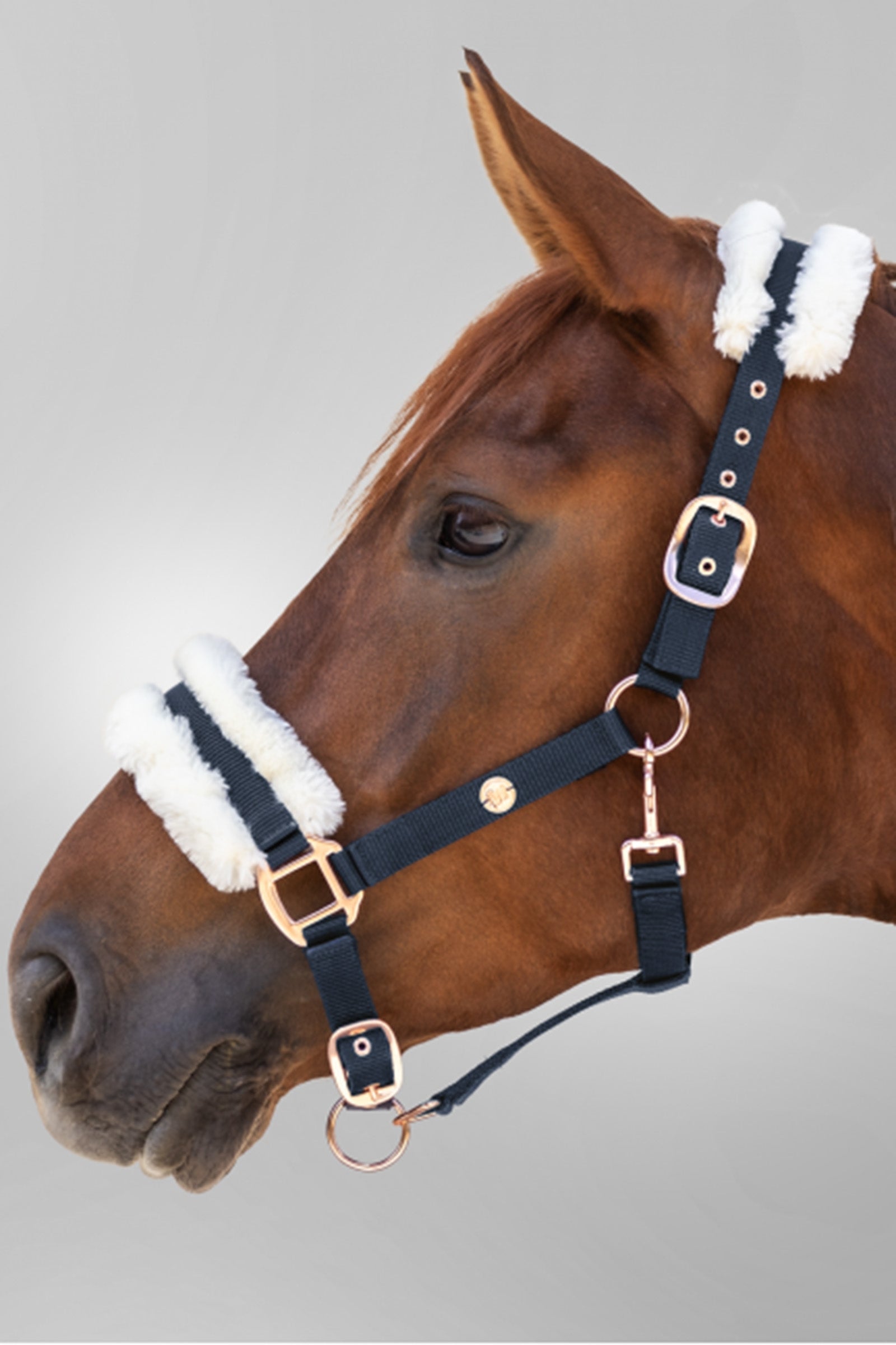 Waldhausen Modern Rosé Halter Halters & Leads