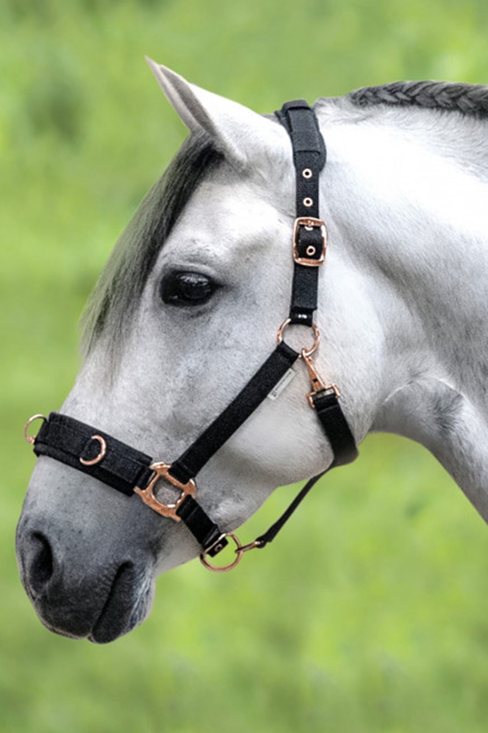 Waldhausen Rosé Lunging Halter Horse Training