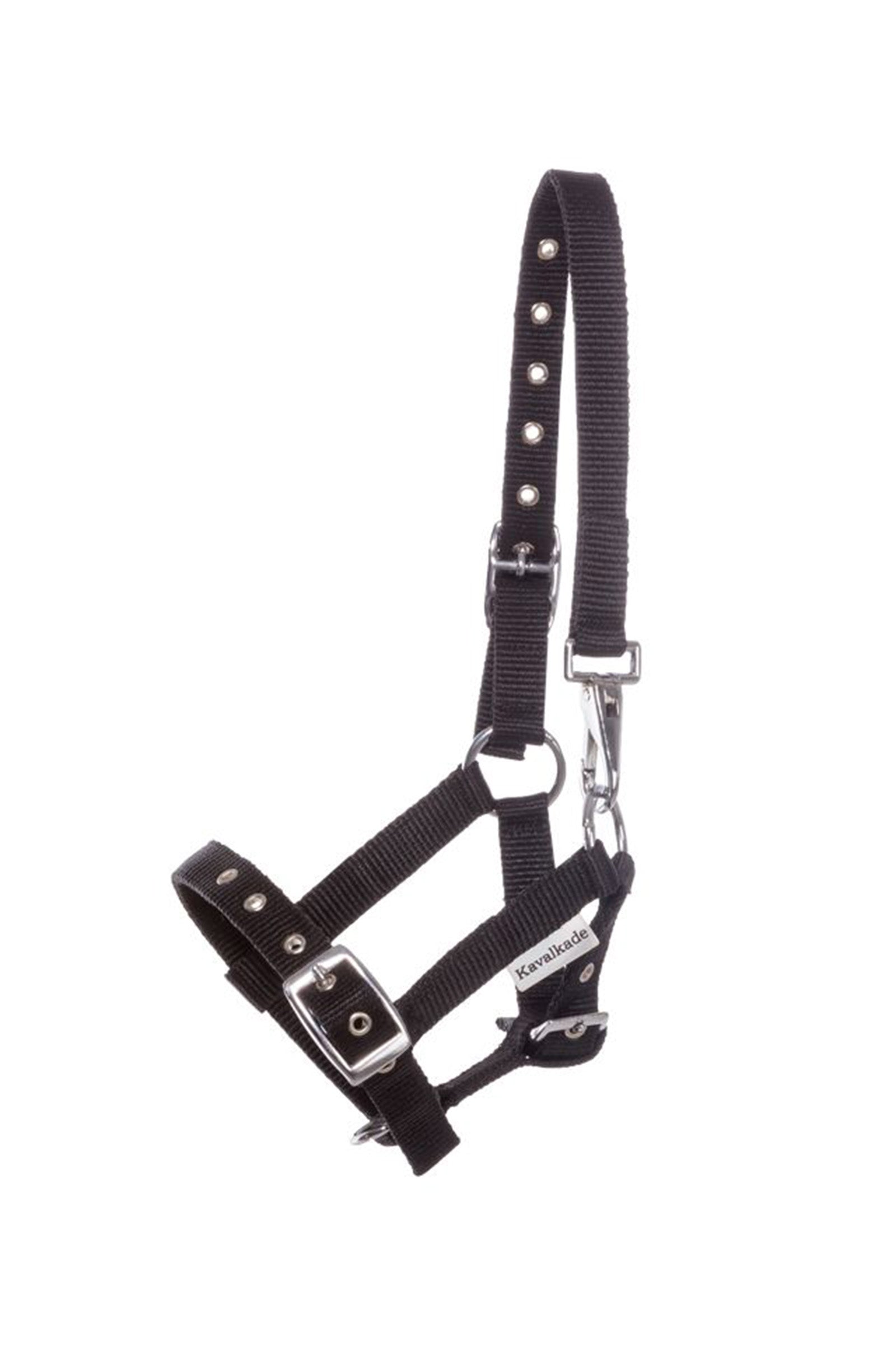 Kavalkade Foal & Yearling Halter Halsters & Halstertouwen