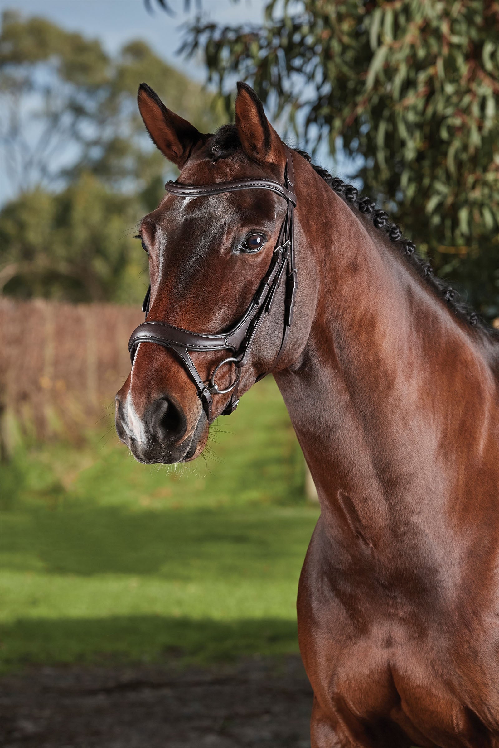 Collegiate Comfitec Vogue anatomisk trense Hoofdstellen & Teugels