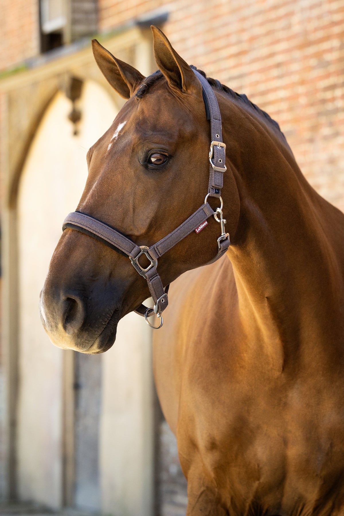 LeMieux Heritage Headcollar Halters & Leads