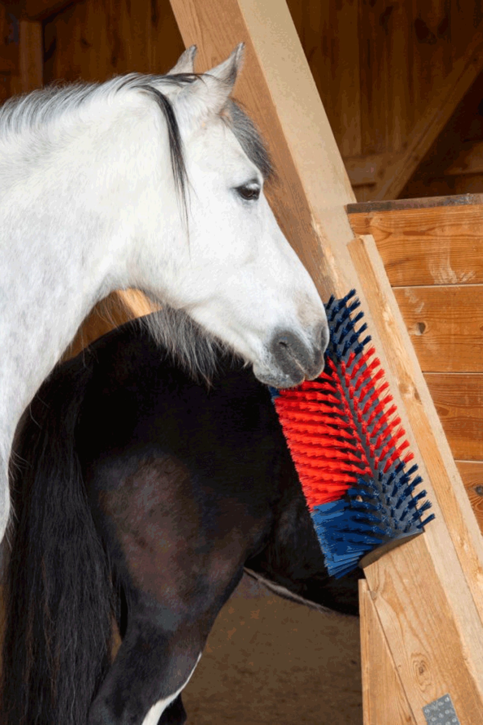 Kerbl XL Scratch Brush, Round Stable Equipment